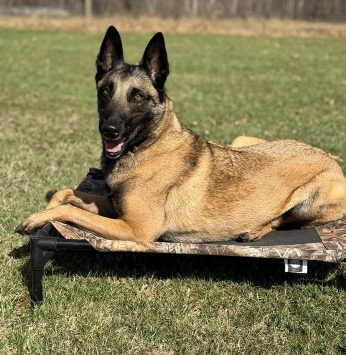 a Belgian Malinois dog lying on a camouflage-patterned raised dog bed outdoors on grass