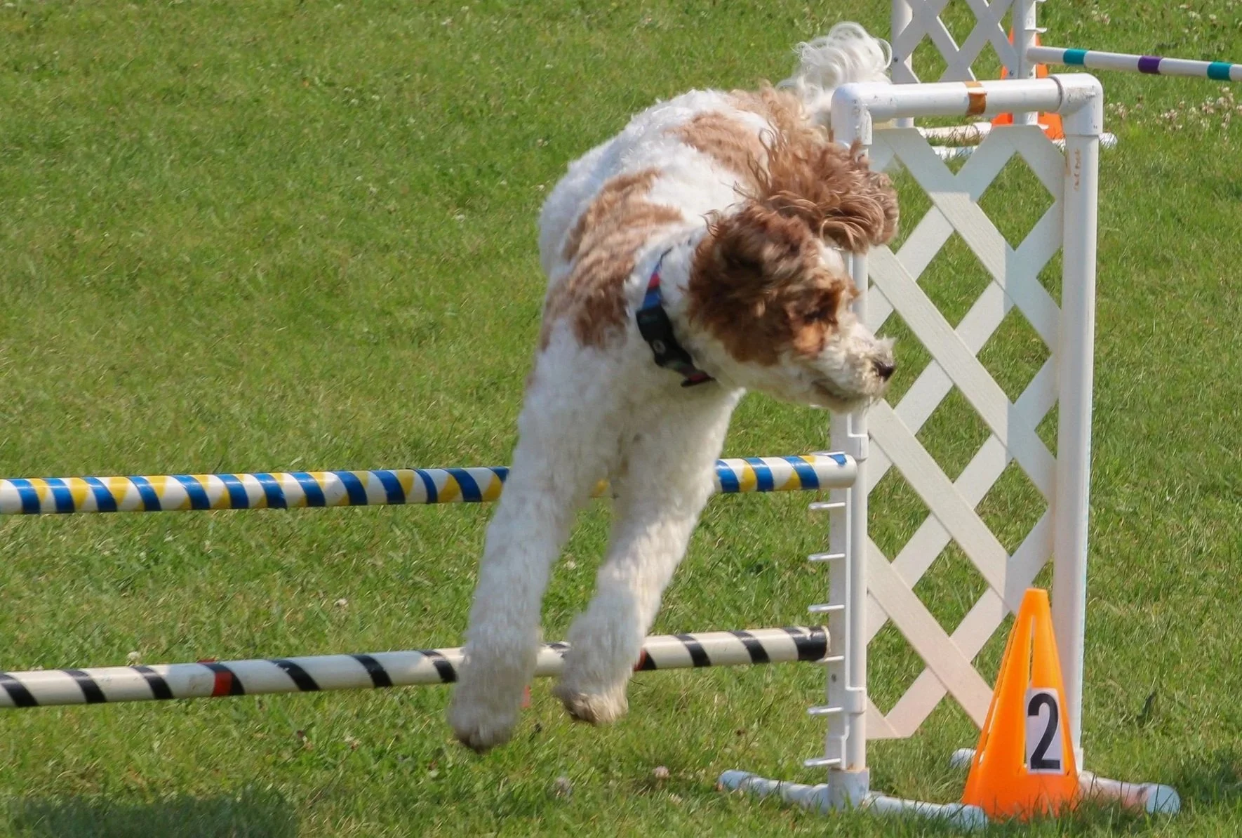 Dog jumping over an agility hurdle on a grassy field during a dog agility competition.
