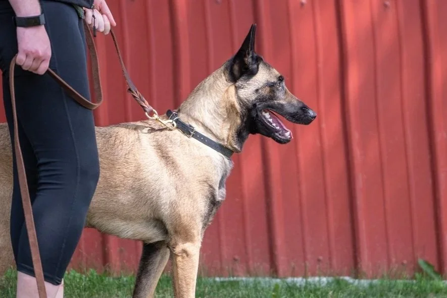 Belgian Malinois dog on a leash standing next to a person, in front of a red wooden fence.