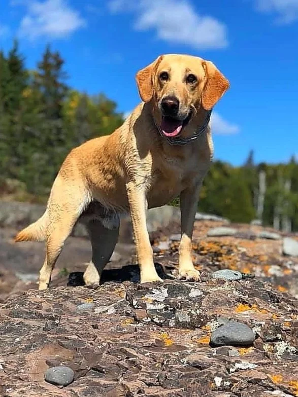 A smiling yellow Labrador Retriever standing on rocks outdoors with a forest and blue sky in the background.