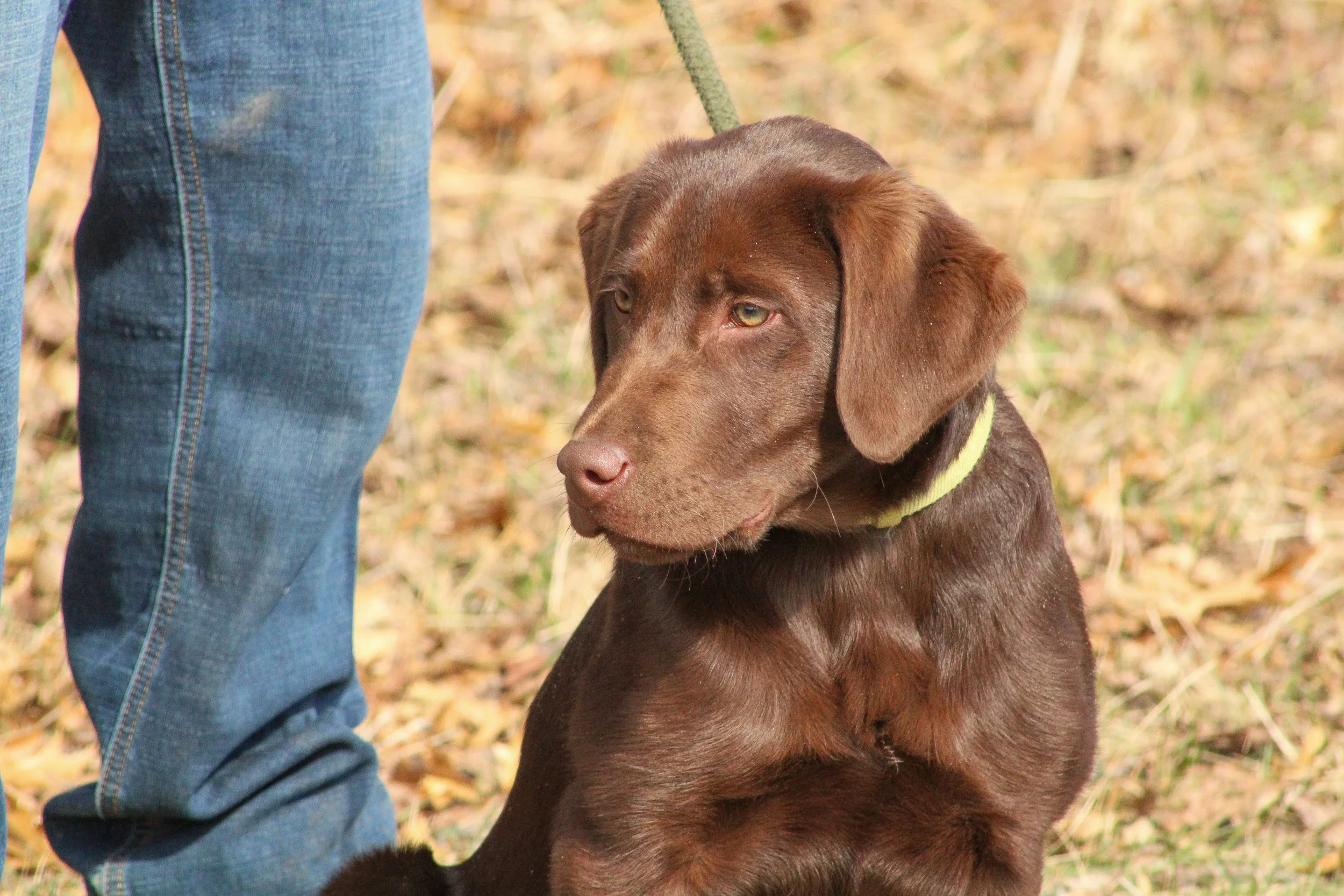 Close-up of a brown Labrador Retriever dog wearing a yellow collar, sitting outdoors among fallen leaves, with part of a person's legs and blue jeans visible on the left side of the image.