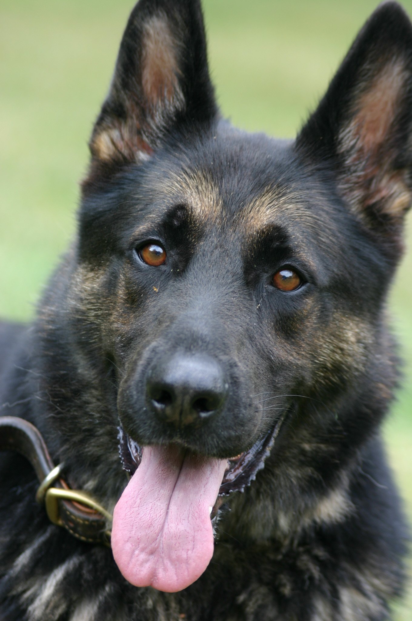Close-up of a black and tan dog with erect ears and medium brown eyes, panting with tongue out. The dog is outdoors with blurred green background.