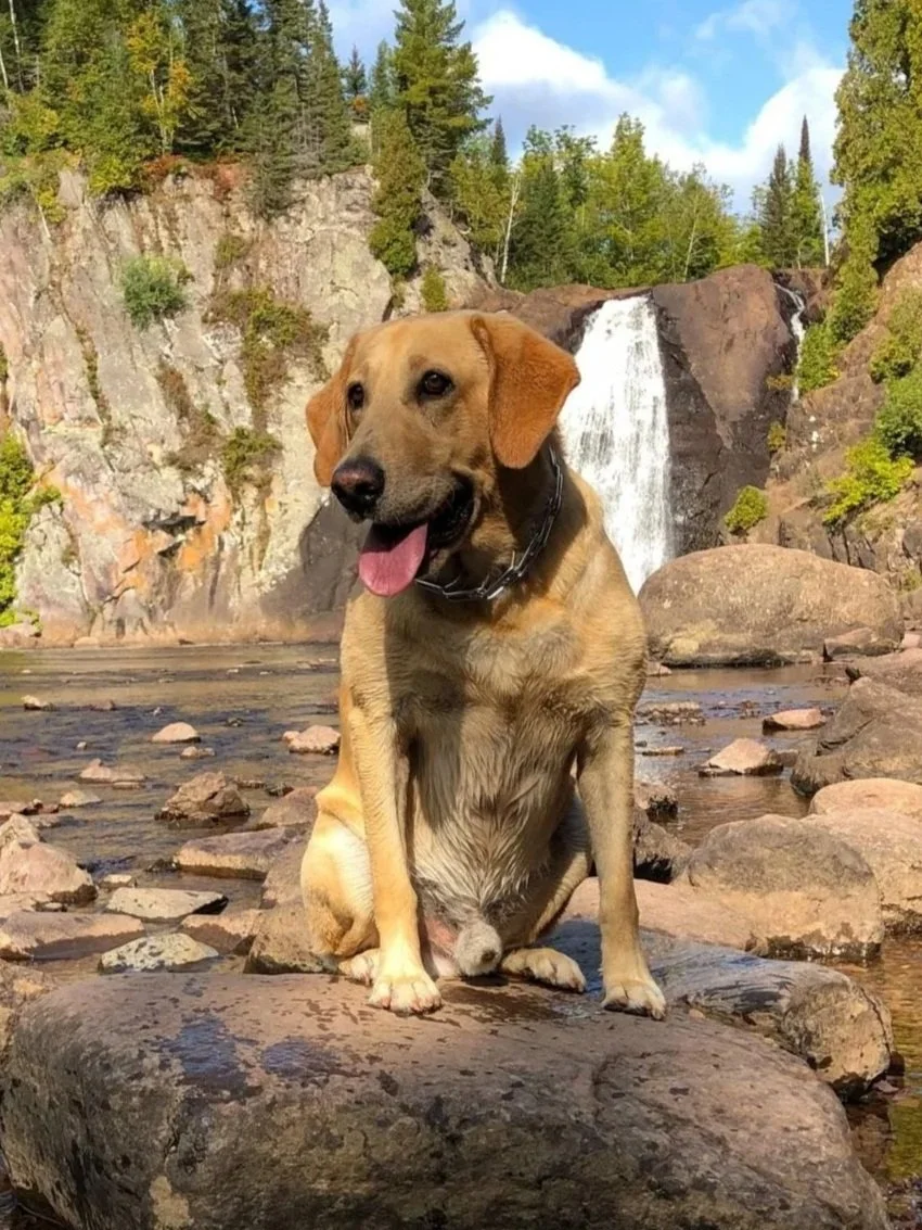 A dog sitting on a rock in a river, with a waterfall and trees in the background.