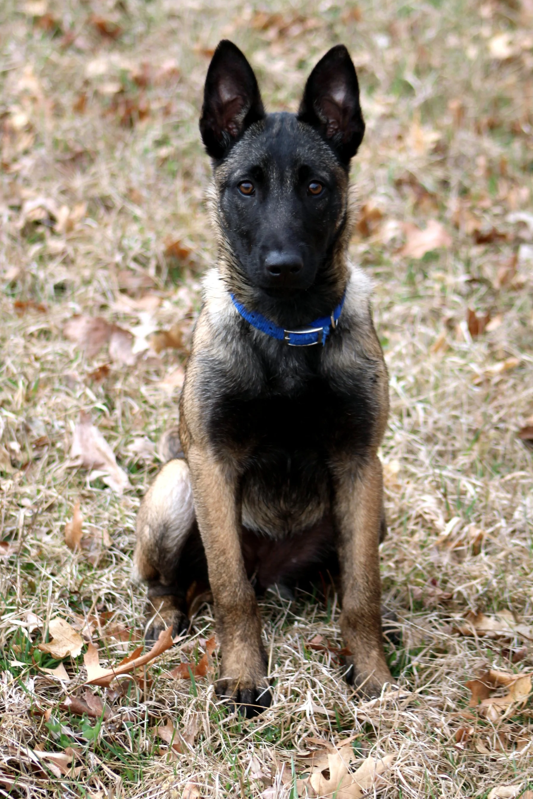 A young dog with a black and tan coat, sitting on grass with dried leaves, looking directly at the camera.