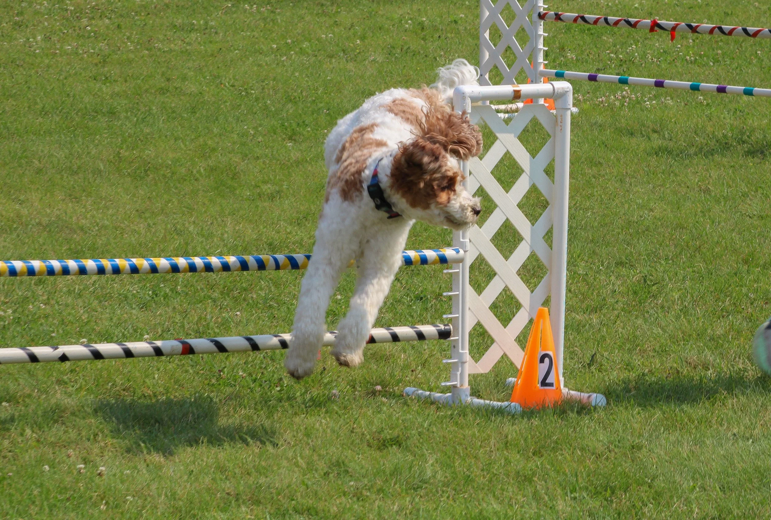 A dog participating in an agility course, jumping over a hurdle on a grassy field.