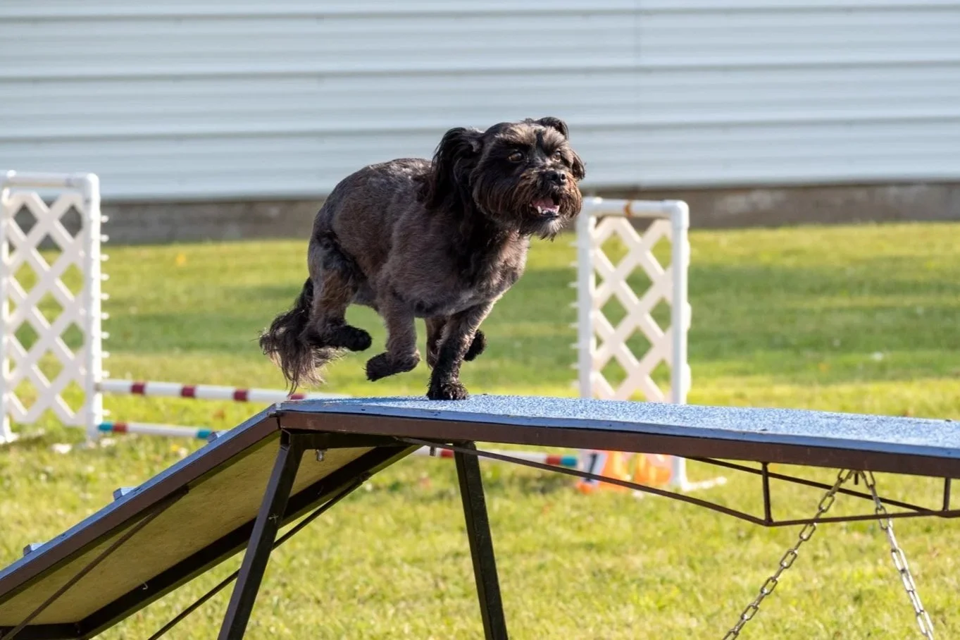 Dog participating in an agility course, running on a raised ramp with a grassy yard and agility obstacles in the background.