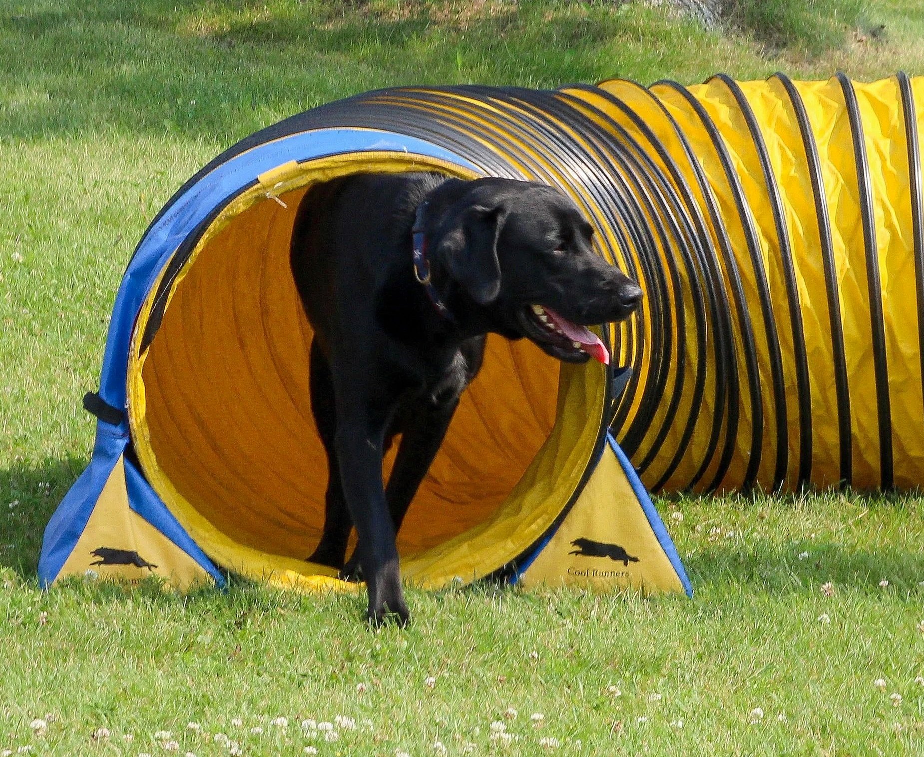 Black dog running through a yellow and black agility tunnel outdoors on green grass.