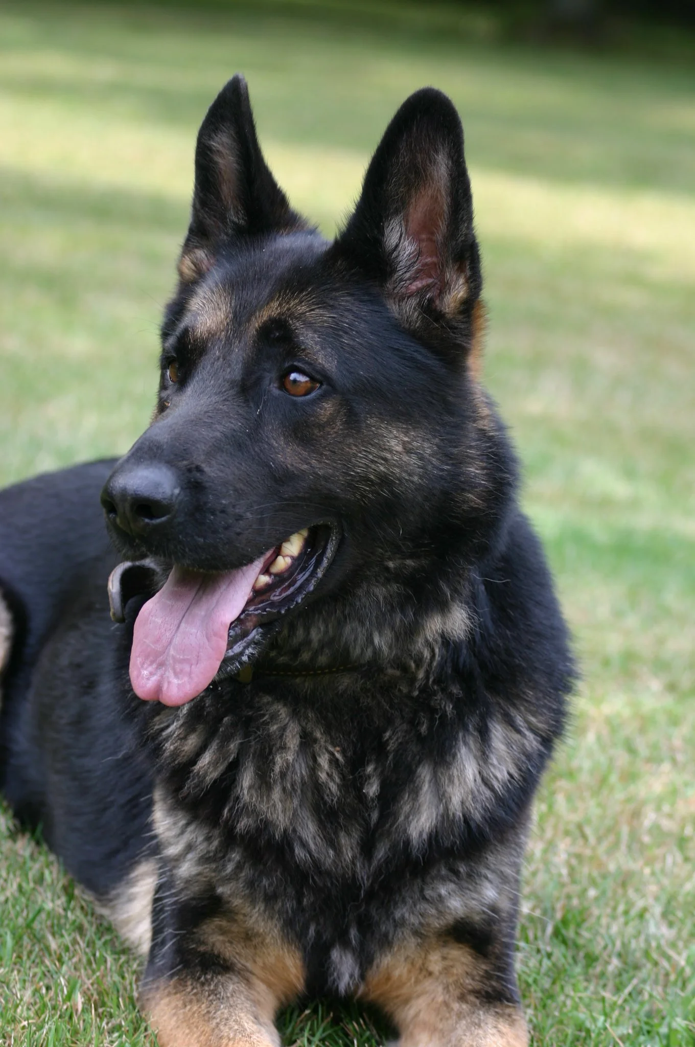 A German Shepherd with black and tan fur sitting on grass with tongue out, looking to the side outdoors.