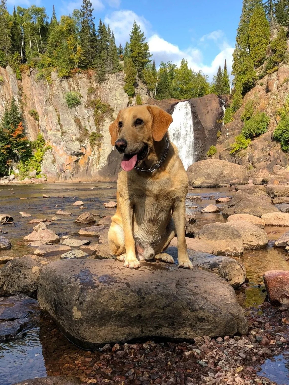 A dog sitting on rocks in a river with a waterfall and forested mountains in the background on a sunny day.