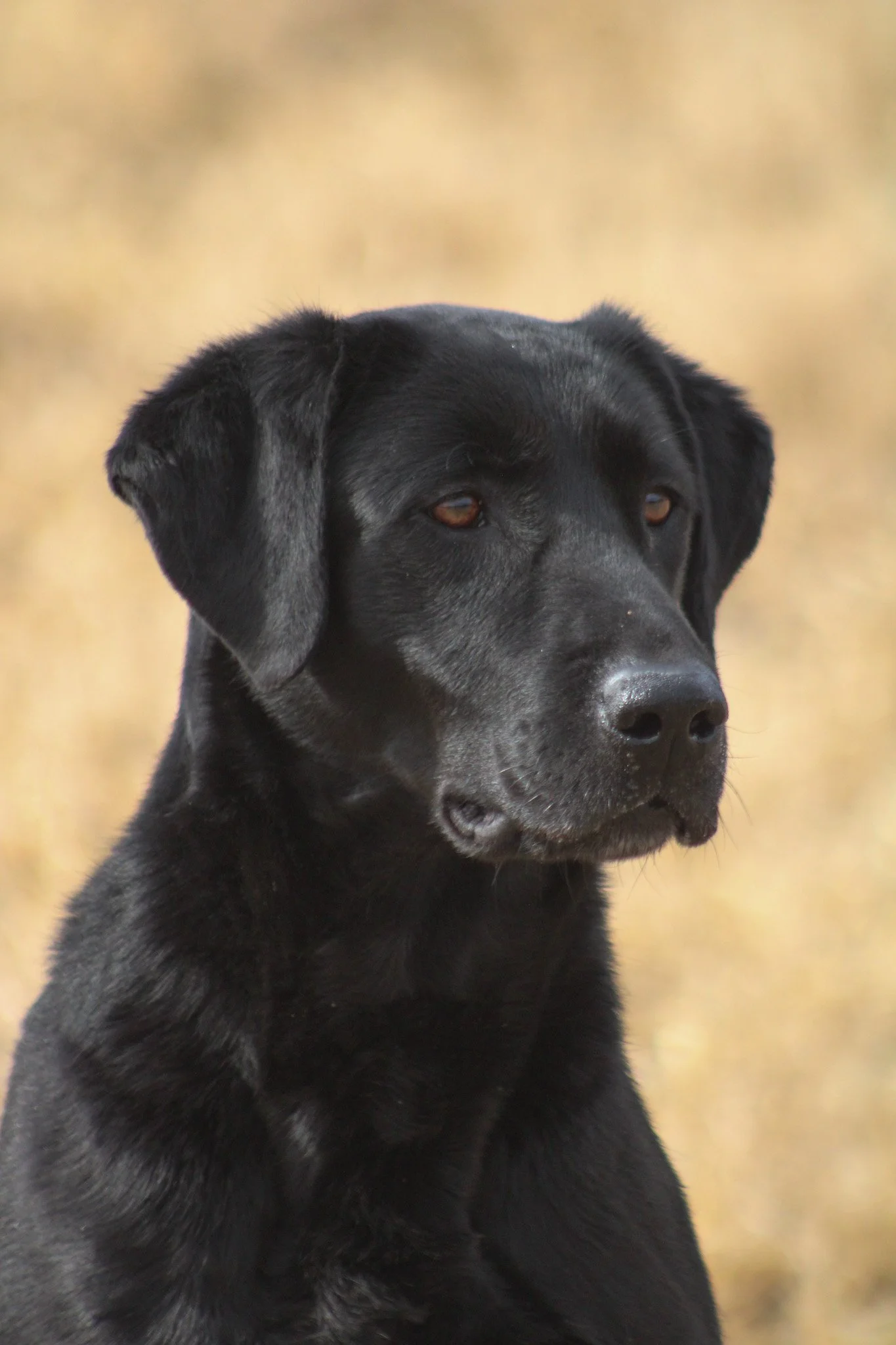 Close-up of a black Labrador Retriever puppy with floppy ears, looking attentively to the side, against a blurred yellow grass background.