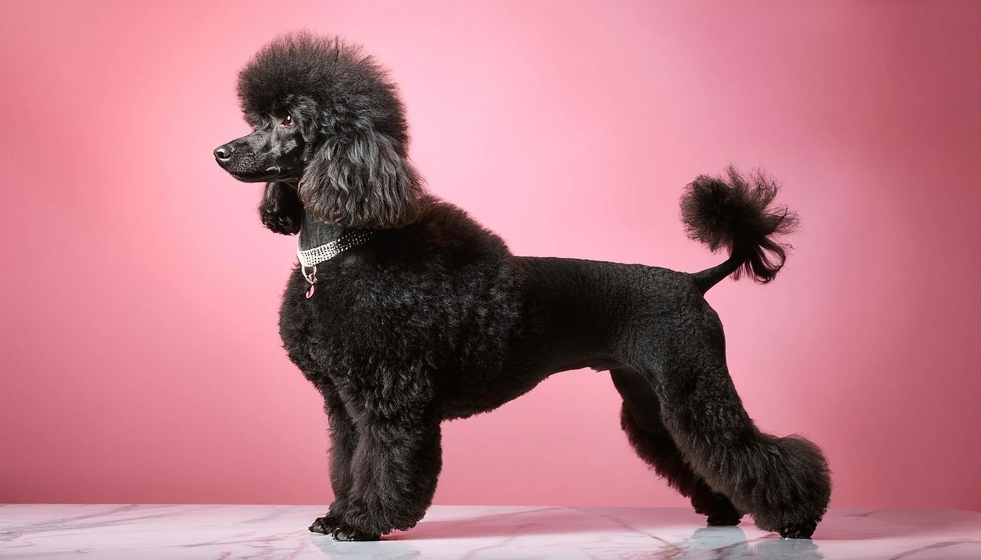 Standard Poodle Owner's Guide