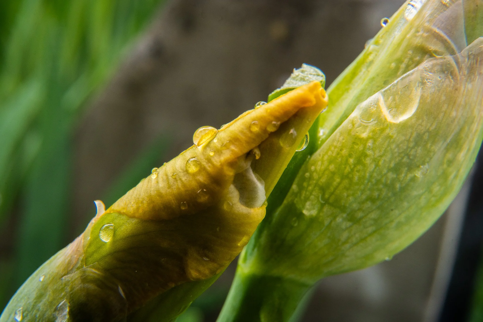 A7C03244.jpg