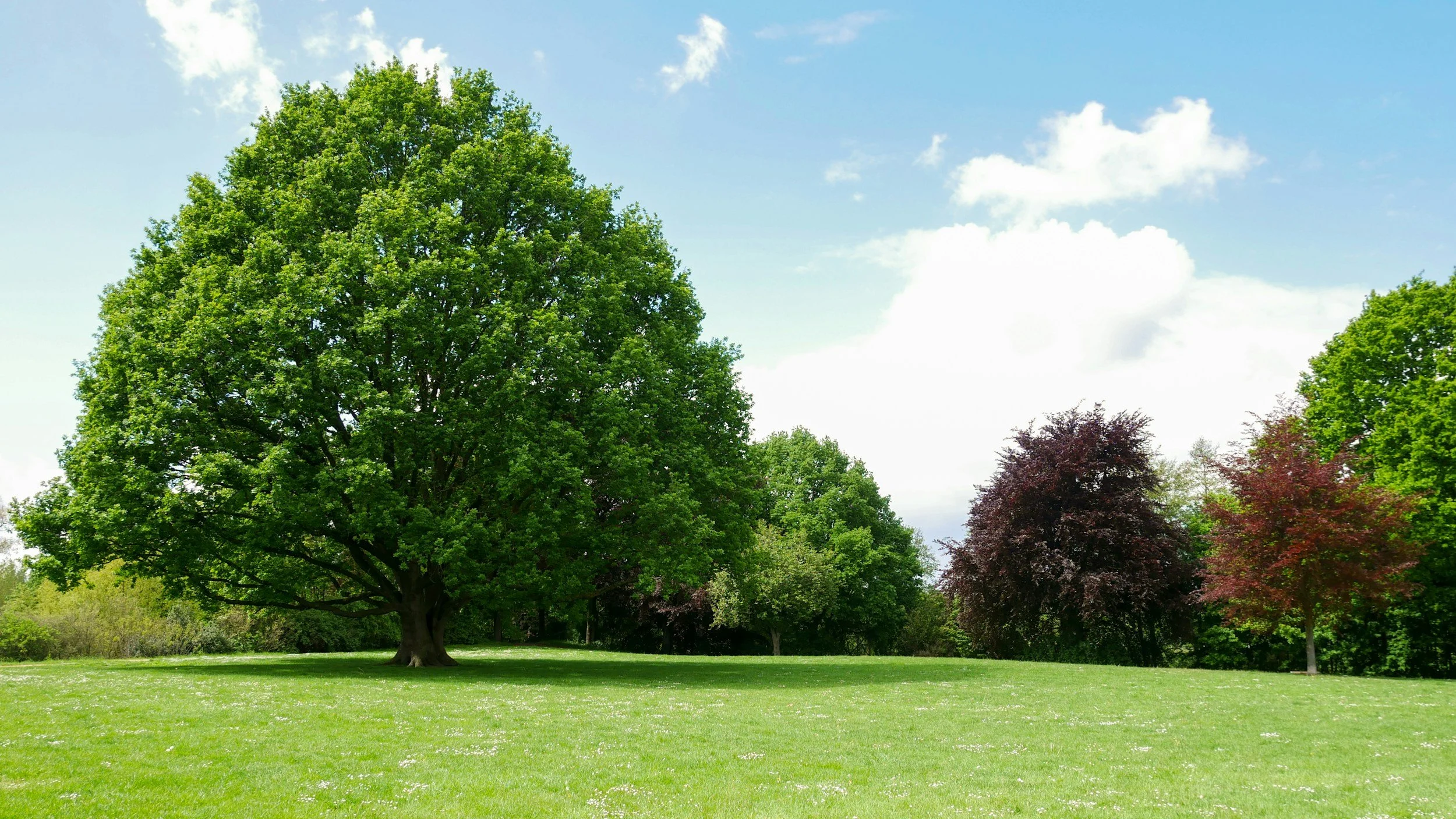 A lush green park with a large tree on the left, smaller trees on the right, a well-maintained grassy field, and a partly cloudy blue sky.