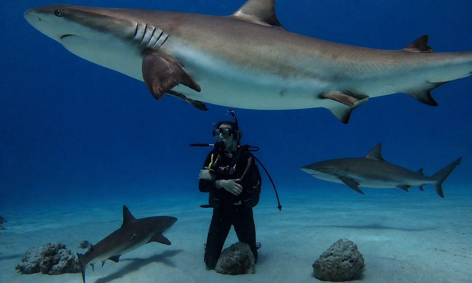 A scuba diver underwater surrounded by sharks and fish, with coral and rocks on the sandy ocean floor.