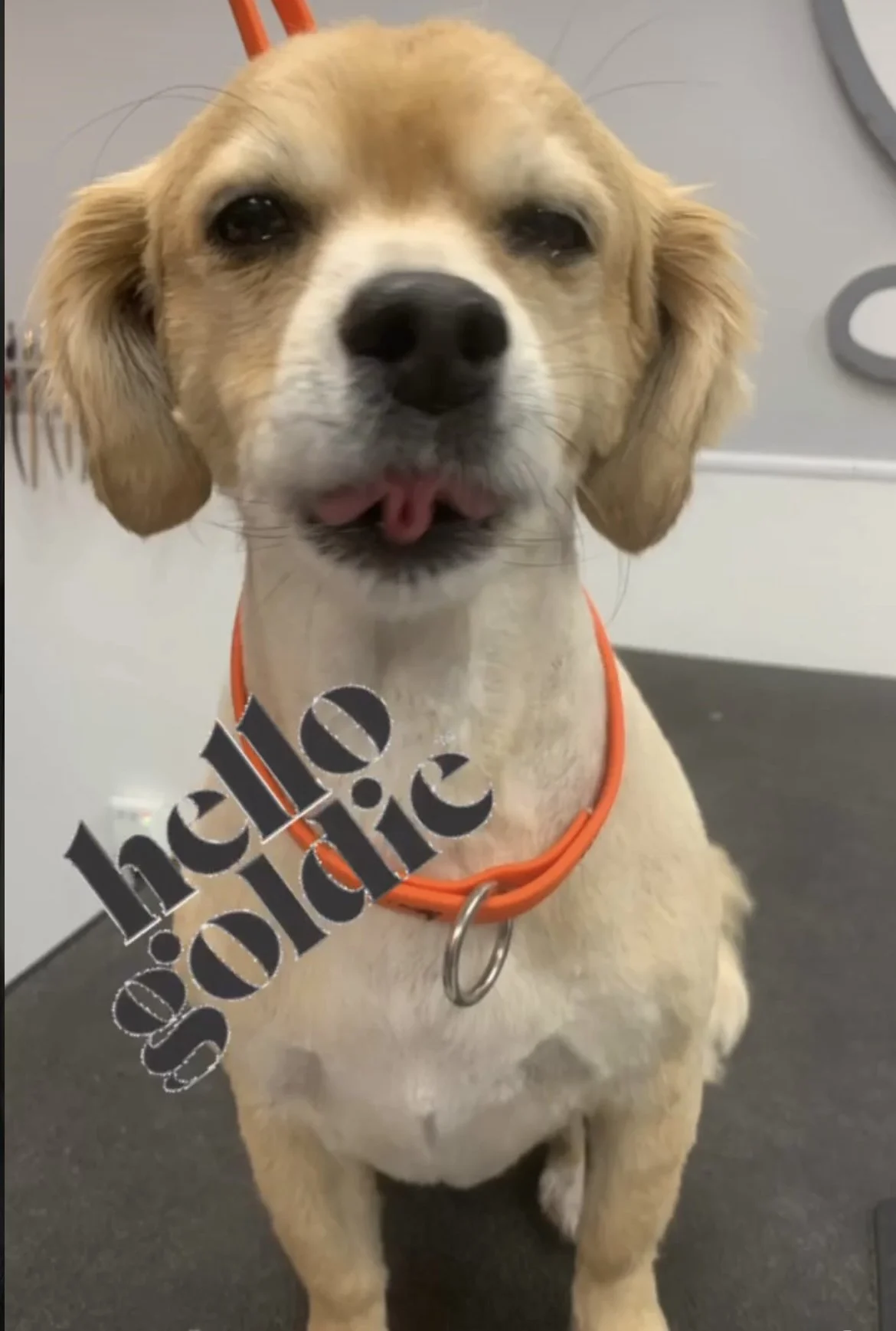 A cute yellow Labrador Retriever puppy with its tongue slightly sticking out, wearing an orange collar with a silver ring.