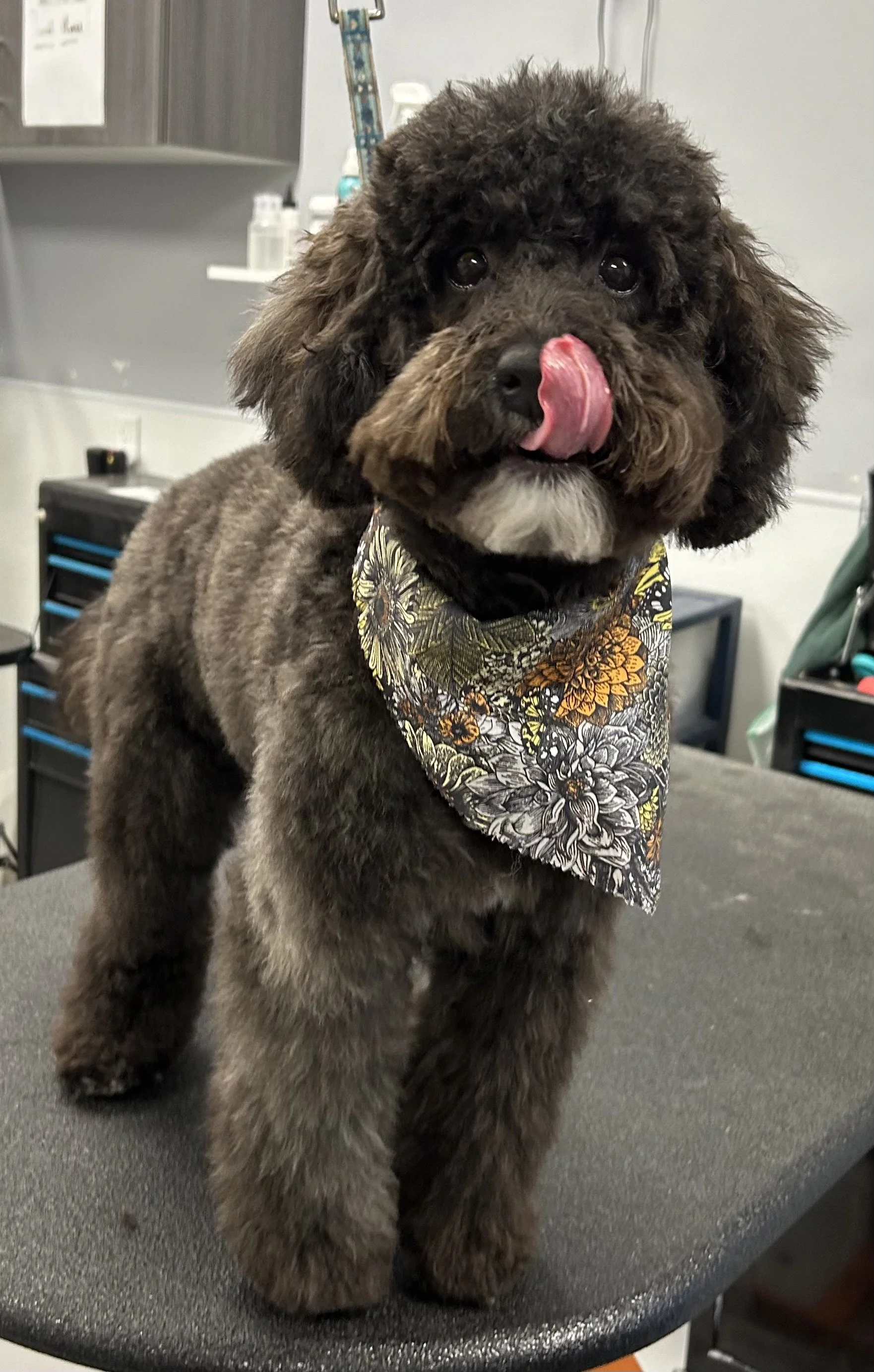 A cute black and brown fluffy puppy with a white patch on its chest is standing on a grooming table, licking its nose, wearing a colorful floral bandana around its neck.
