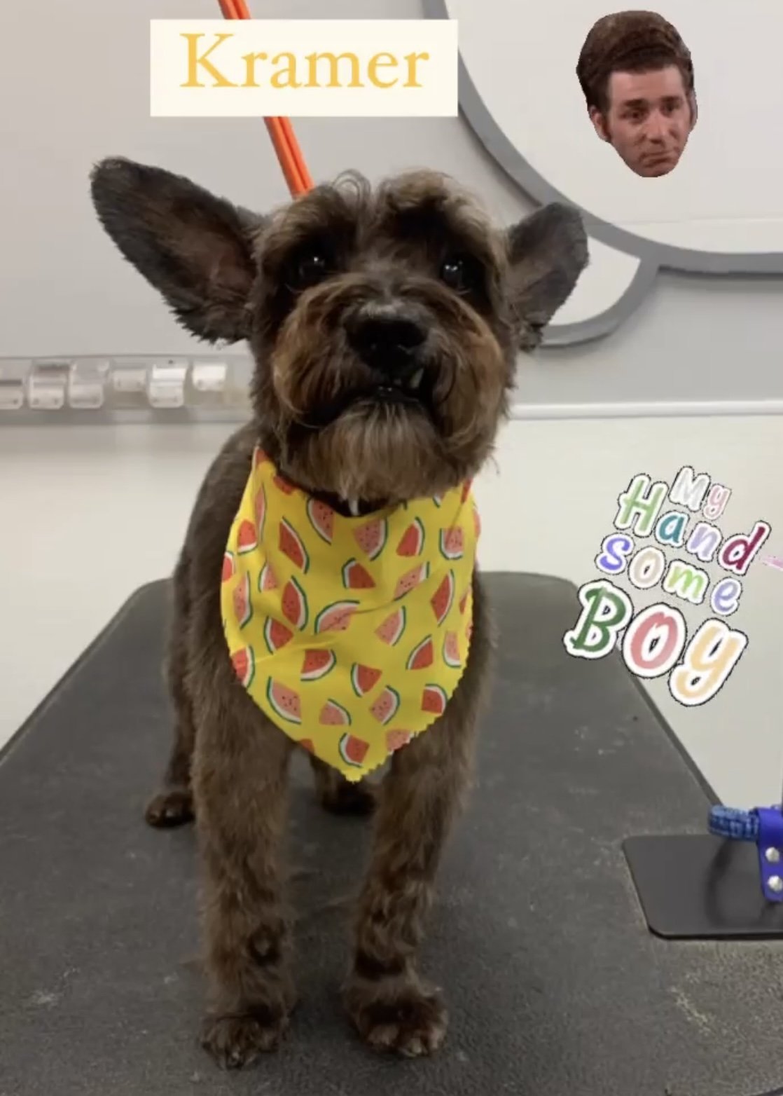 A small dog with dark brown fur and a grayish face, wearing a yellow bandana with a watermelon slice pattern, standing on a grooming table. The background includes some colorful text that says "Hug some Boy" and a photo of a man's face in the upper r