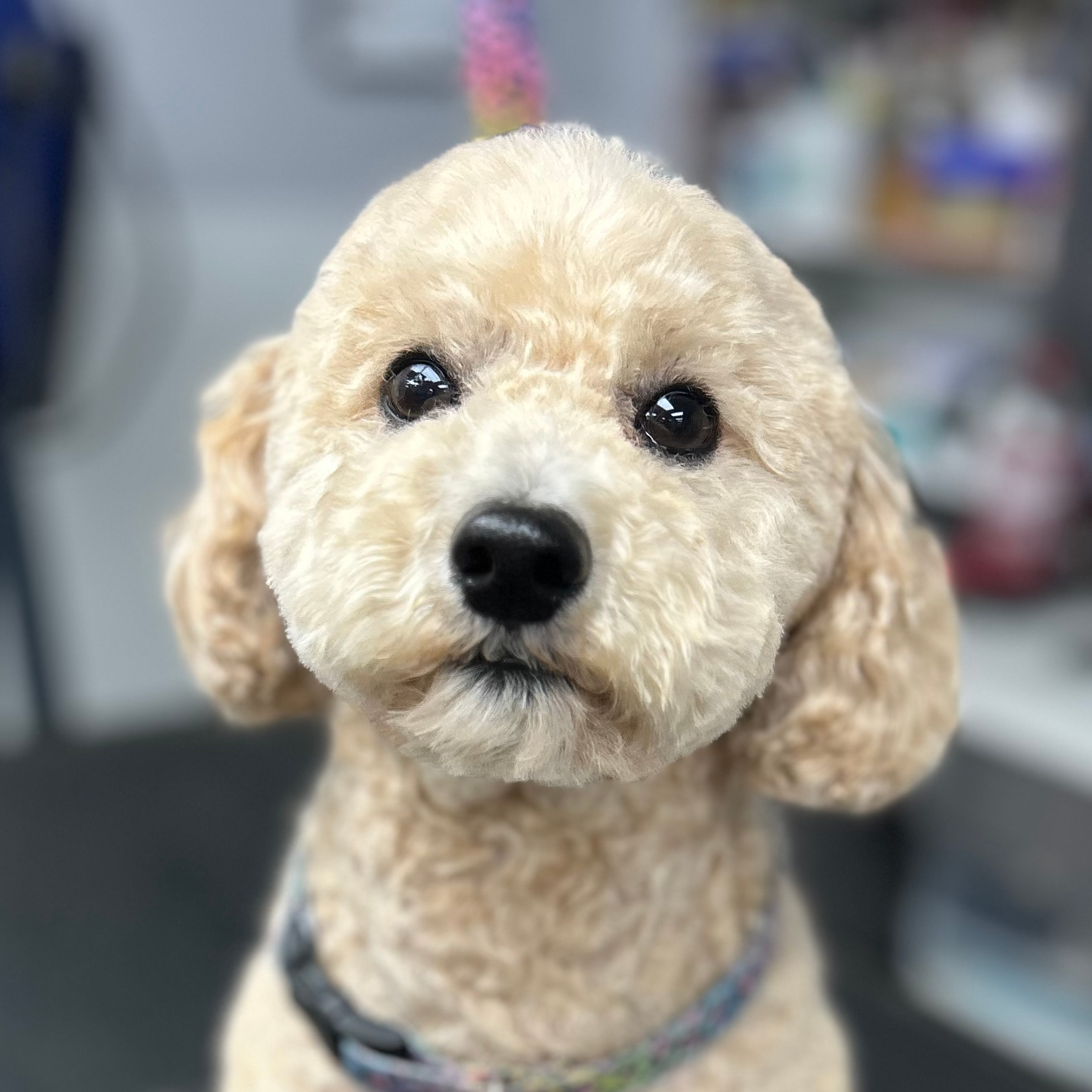 Close-up of a light-colored, curly-haired dog with large, dark eyes and a black nose, indoors with a blurred background.