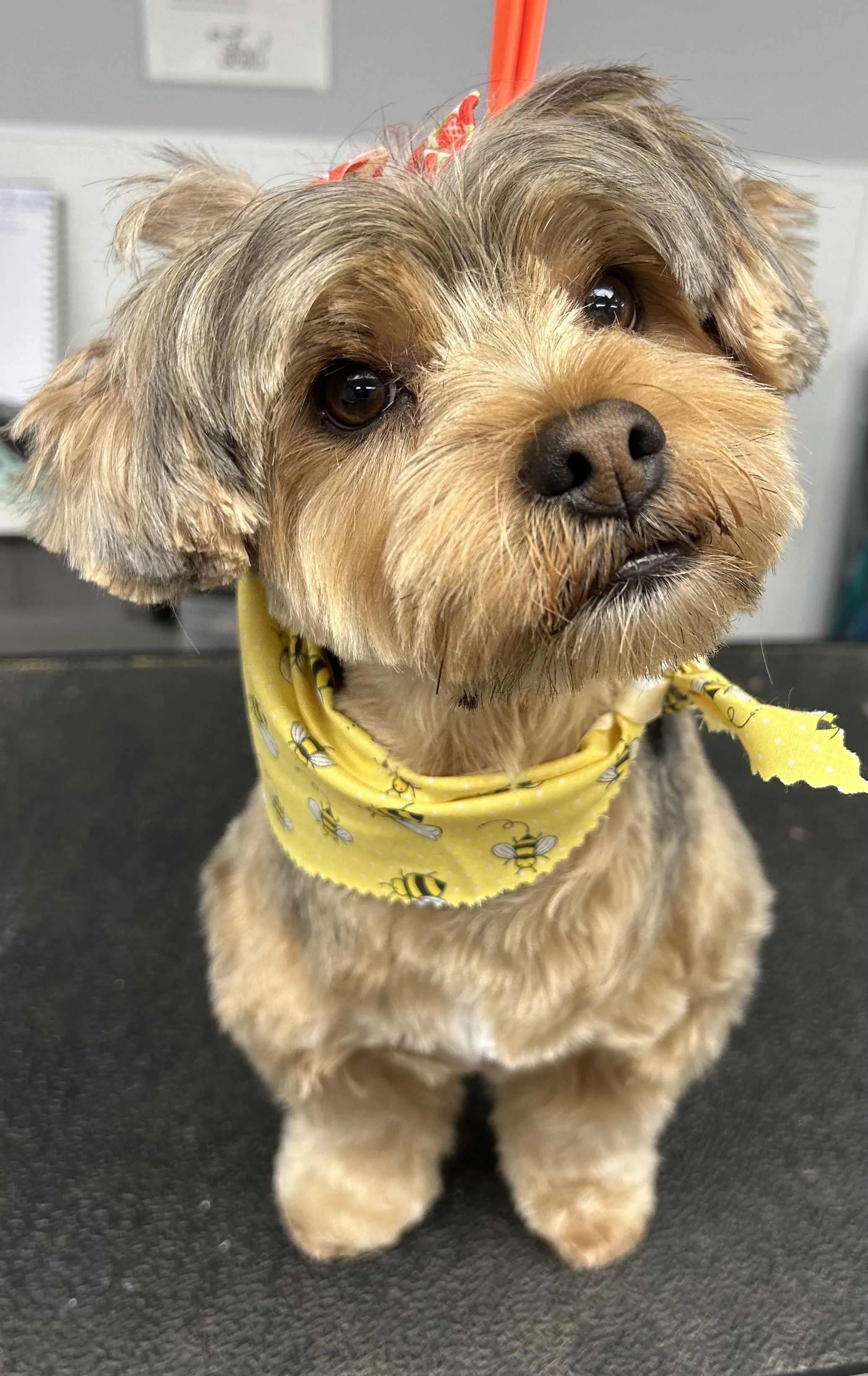 A cute small dog, possibly a Yorkshire Terrier, with brown and tan fur, wearing a yellow bandana with bee patterns, sitting on a black surface.