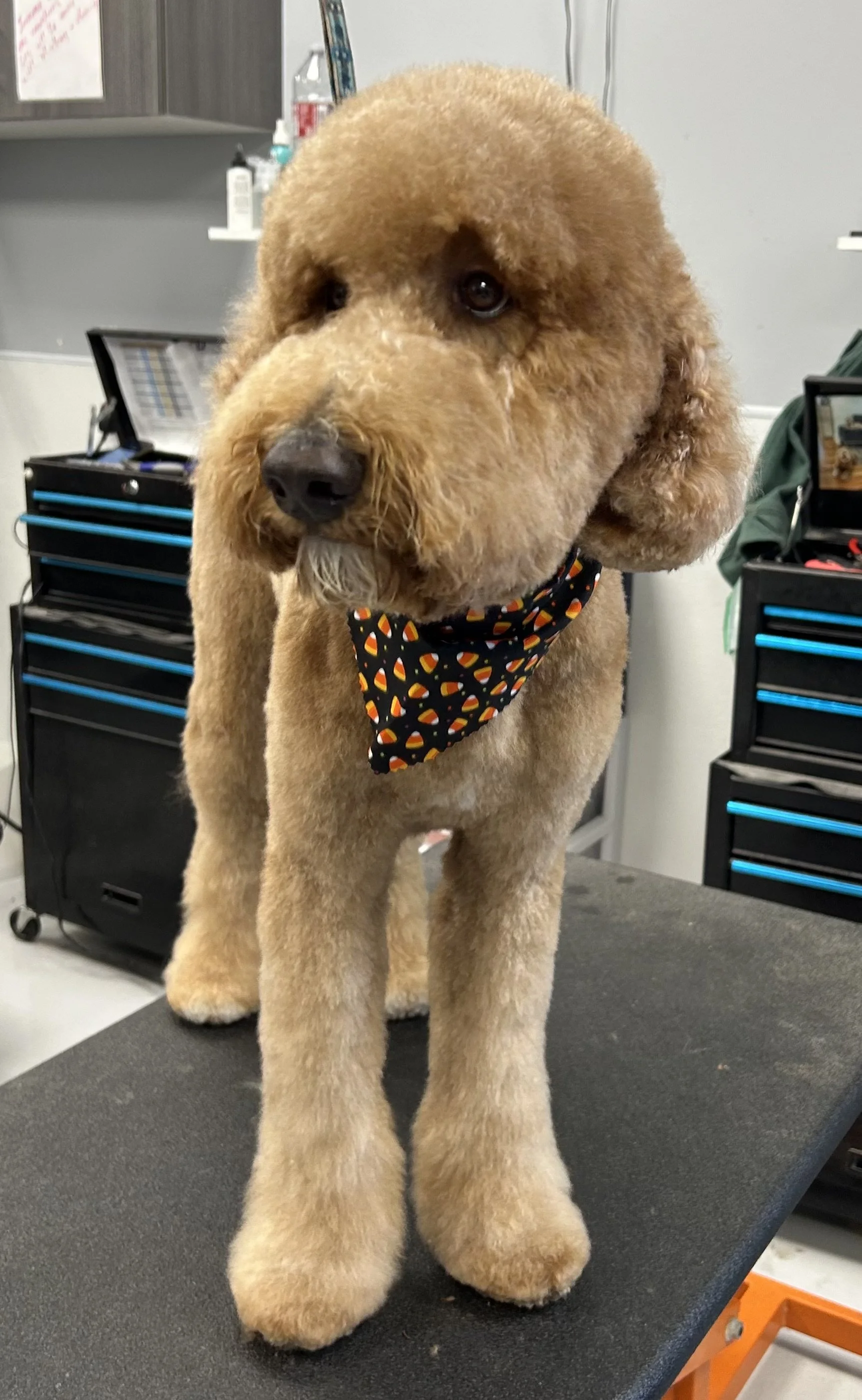 A light brown poodle with fluffy fur standing on grooming table, wearing a Halloween-themed bandana.