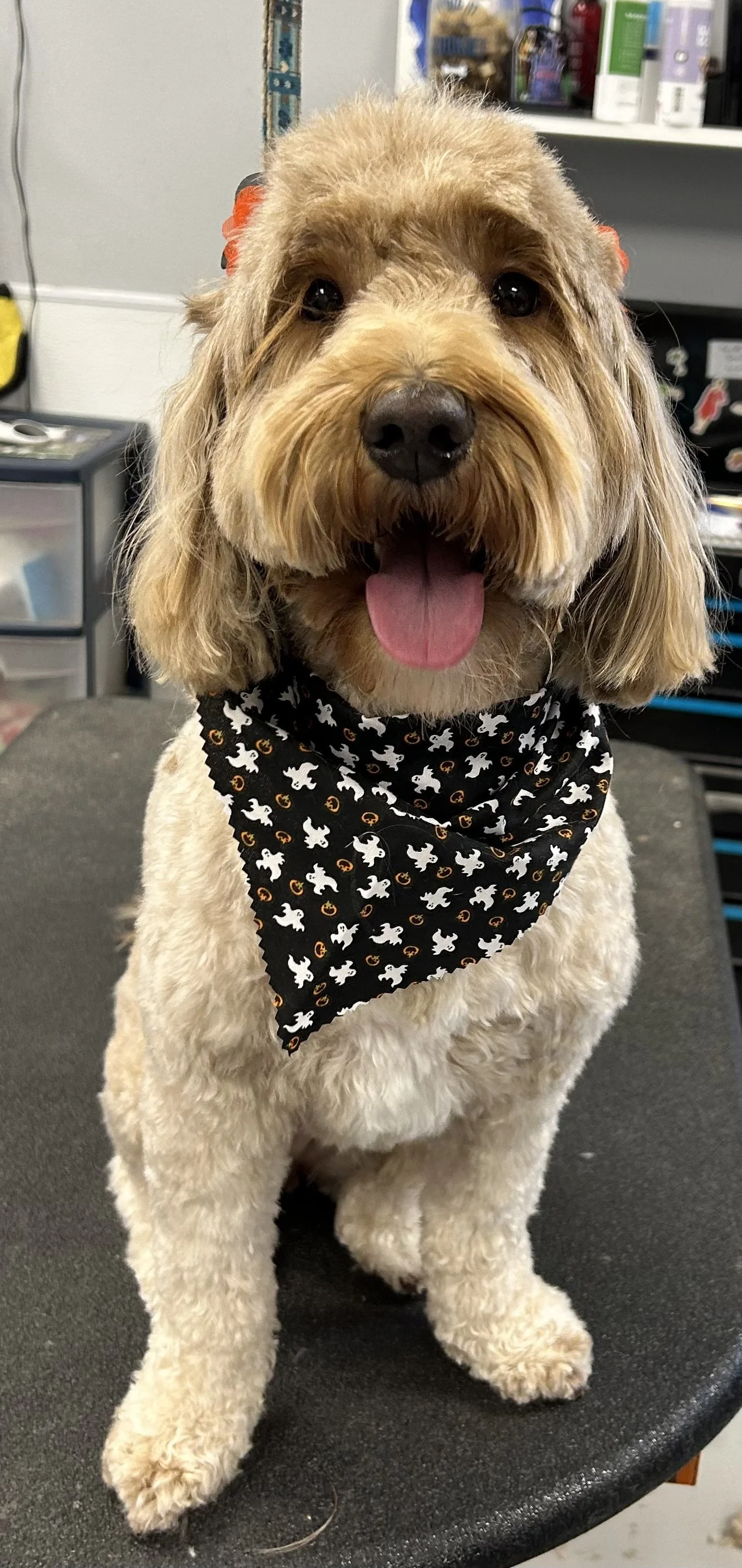 A smiling dog with a tan, curly coat, wearing a black bandana with white ghosts and orange pumpkins, sitting on a grooming table.