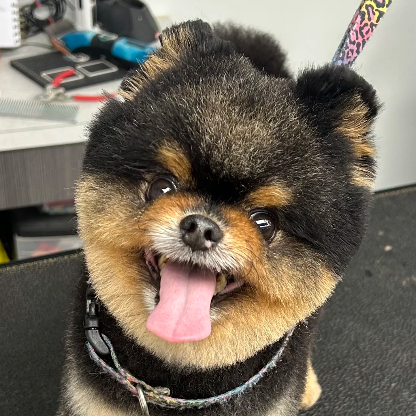 A cute Pomeranian dog with a fluffy black and tan coat, looking at the camera with its tongue out.