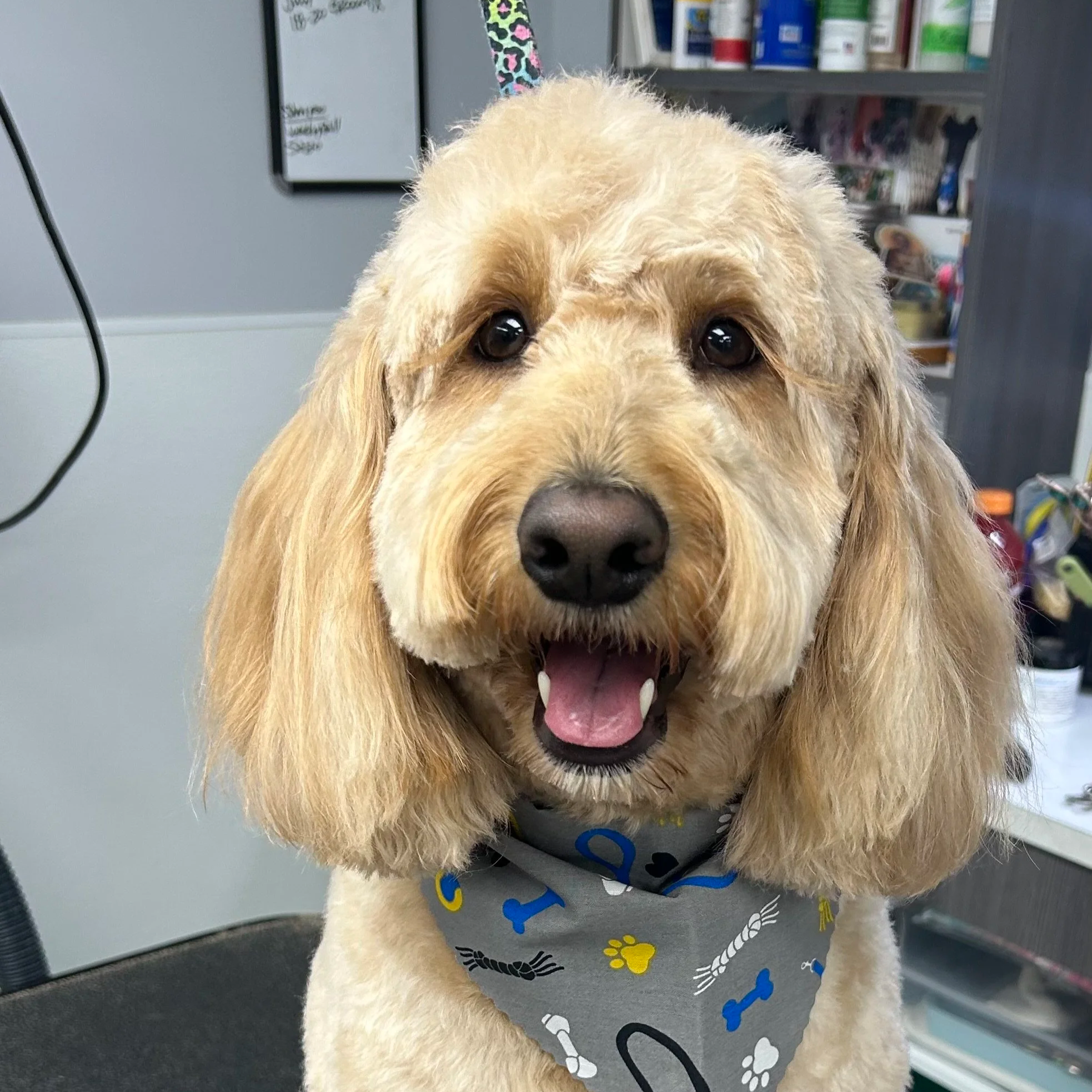 Close-up of a smiling golden retriever wearing a gray bandana with paw prints and bones, in what appears to be a grooming or veterinary clinic.