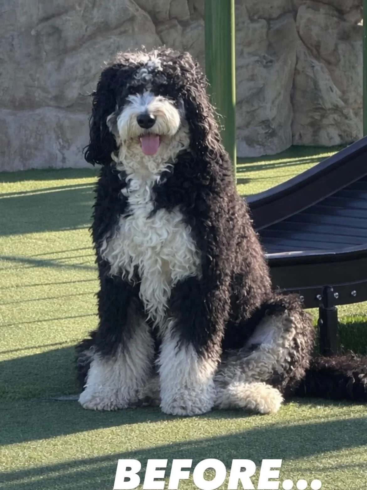 Swipe for Max&rsquo;s before and after.  I love this big floof very much! The biggest gentleman and the best good boy! @maxthebernedood  @jacksonsmidtown