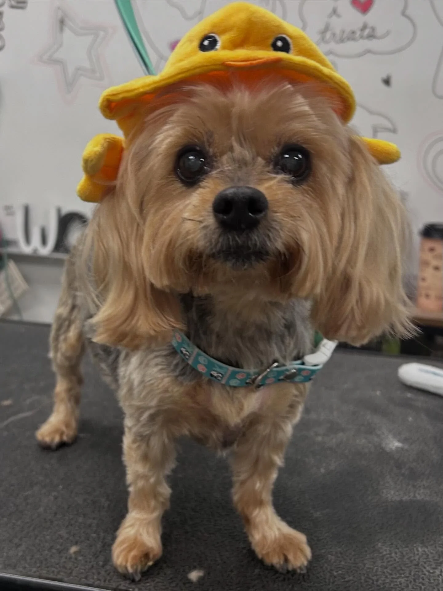 Happy Easter Everybody!!! @jacksonsmidtown @groomloop