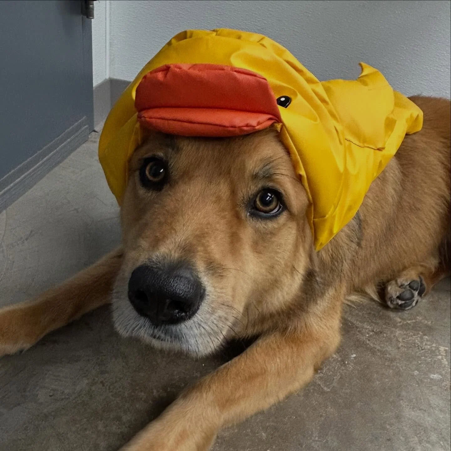 Don&rsquo;t forget @mistazeke  who I was lucky enough to groom today as well.  What a great day because of these cuties!!! ( I didn&rsquo;t get a snap of Zeke today so please enjoy a pic of when he let me dress him up as a rubber duckie)! 🐤🦮❤️🐾