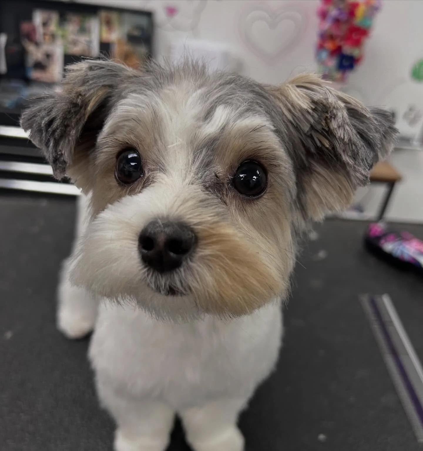 Had the pleasure of helping Loki get into his character (a spaw day and haircut) for his performances in Of Mice and Men @hougrandopera . A star is born!💫 @jacksonsmidtown