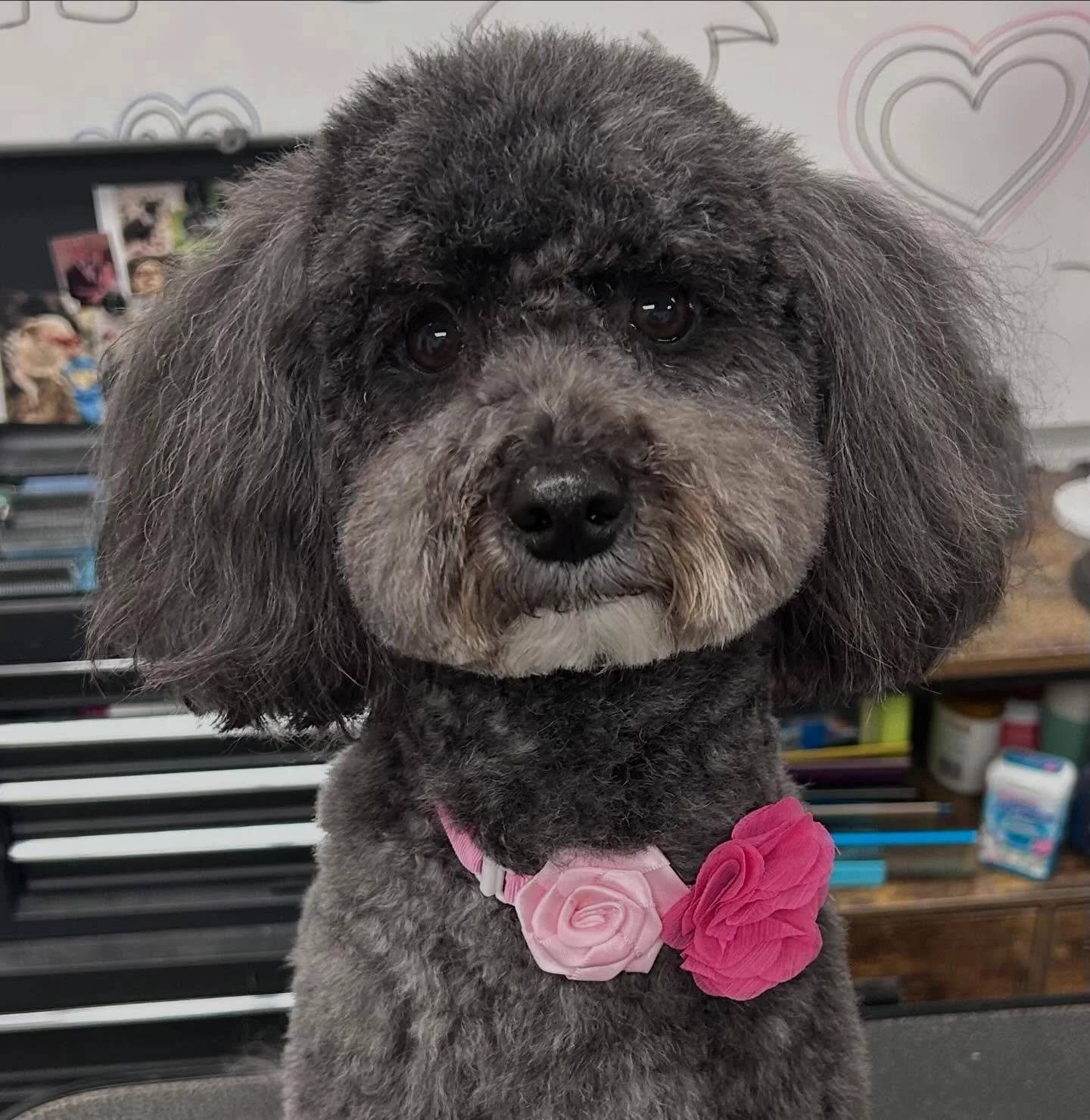 Some pups make grooming feel like a treat&hellip; Izzie is one of them. Sweet girl from start to finish. 🐕&zwj;🦺🐾❤️ Swipe to the end for the cutest snoot boop!  Make sure to book your next grooming appointment so that your pup can look as sweet as