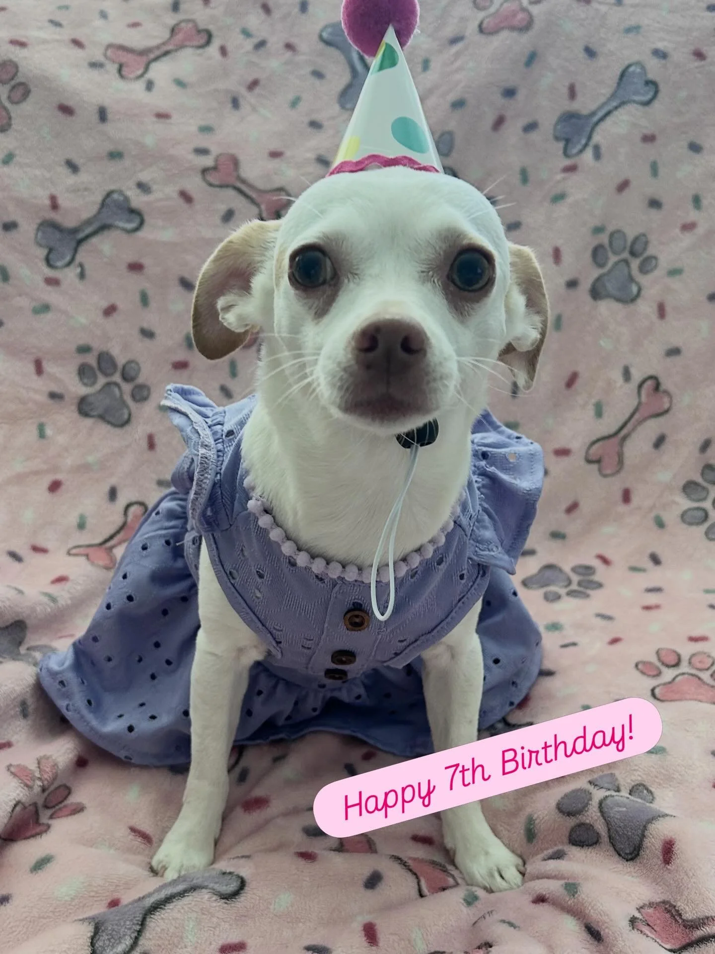 Happy (belated) 7th Birthday to our tiny queen, Chlo&eacute;! 
Life is sweeter, louder, and infinitely cuter because of you. Here&rsquo;s to year seven, my Chloe girl &mdash; more treats, more sunshine naps, and more being absolutely adored. 🐾💗 als