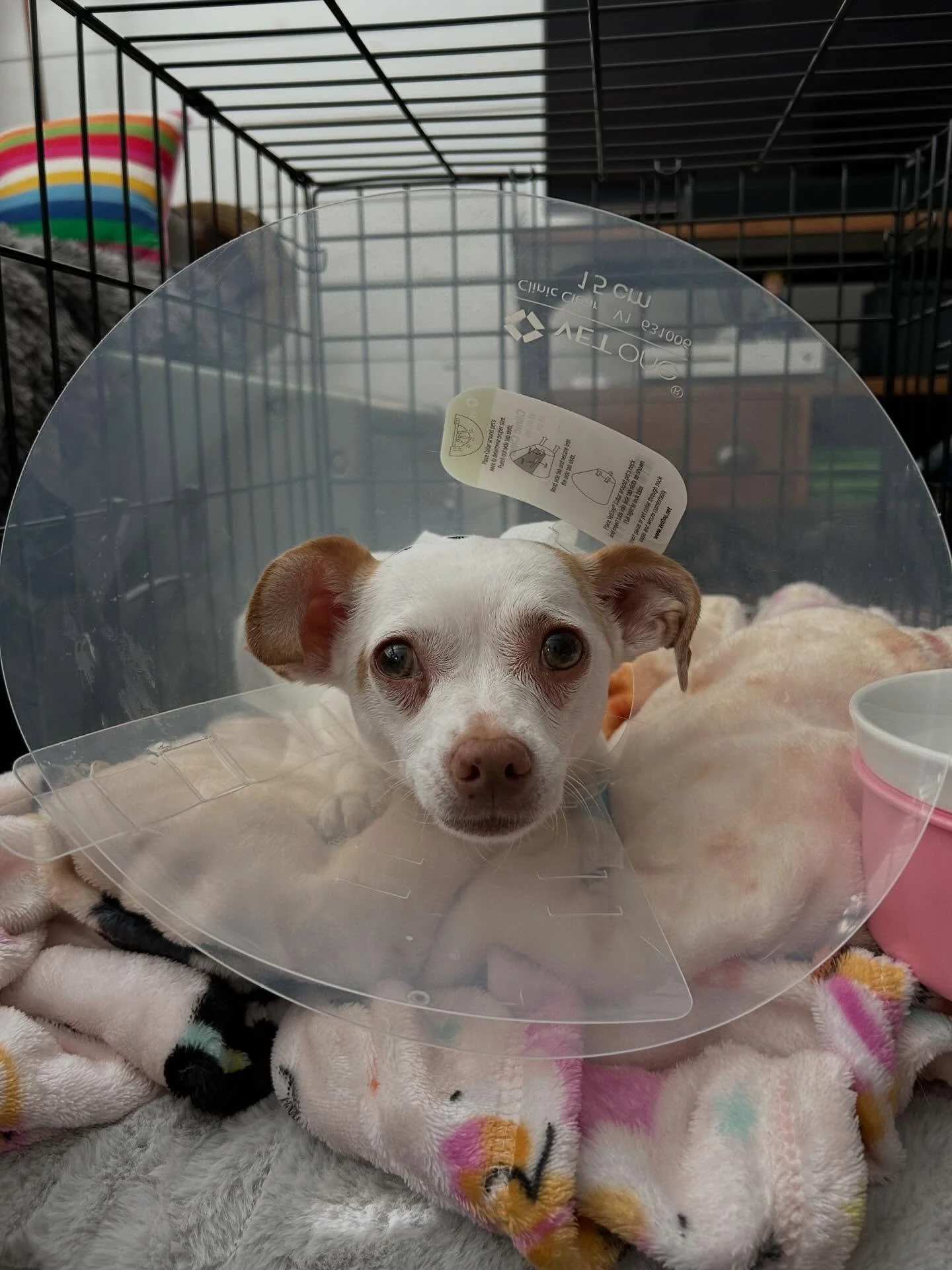 Chloe update 💕
Second luxating patella surgery ✔️
Second TTT ✔️
Two Metal knees ✔️

My bionic baby is now at home, resting, and absolutely zooted! 🫠
We&rsquo;ll take &ldquo;stoned but stable&rdquo; for the win. #digbyandchloe #bionicdog #digbychloe