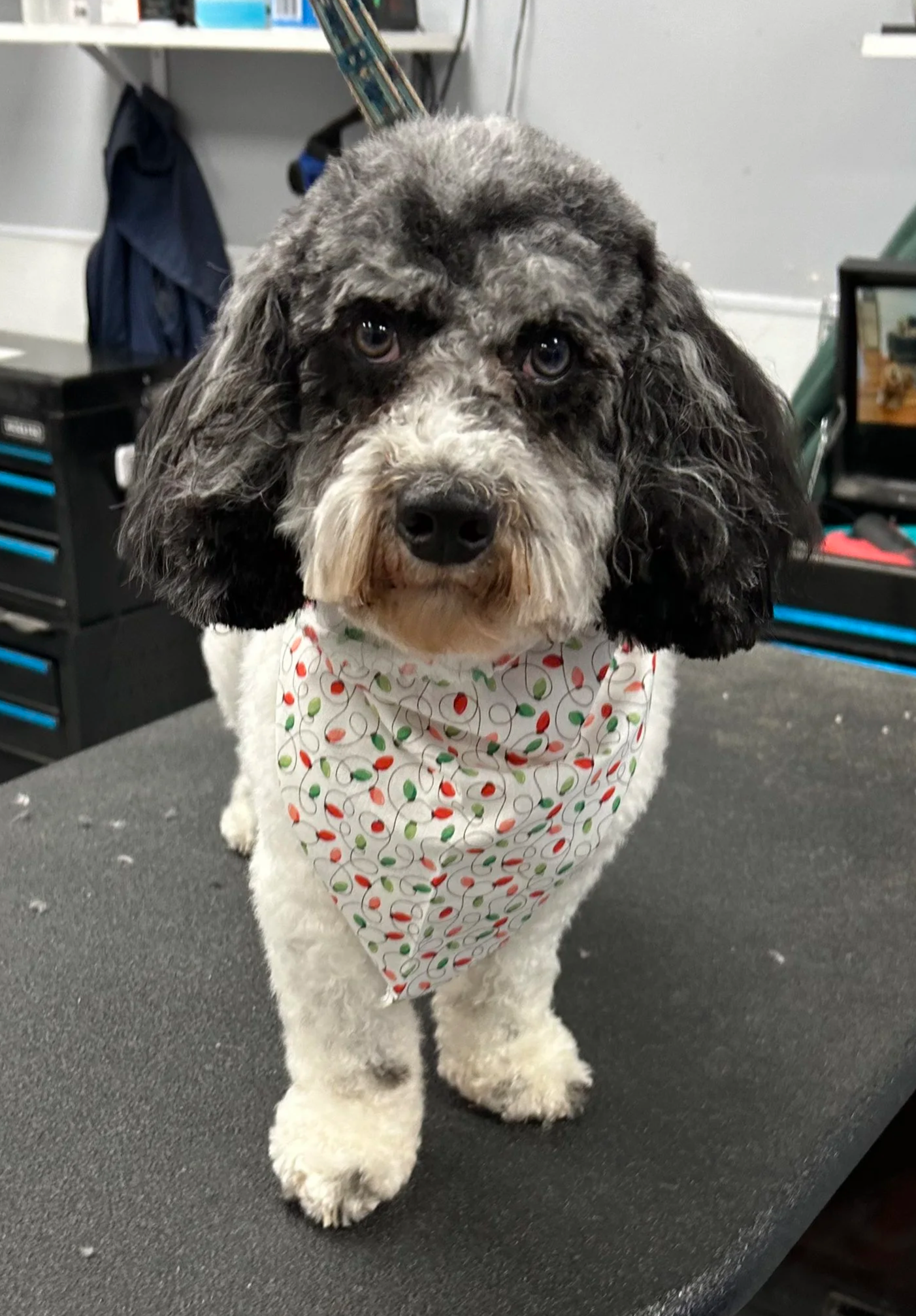 A dog with black and white curly fur wearing a holiday-patterned bandana, standing on a grooming table in a grooming salon.