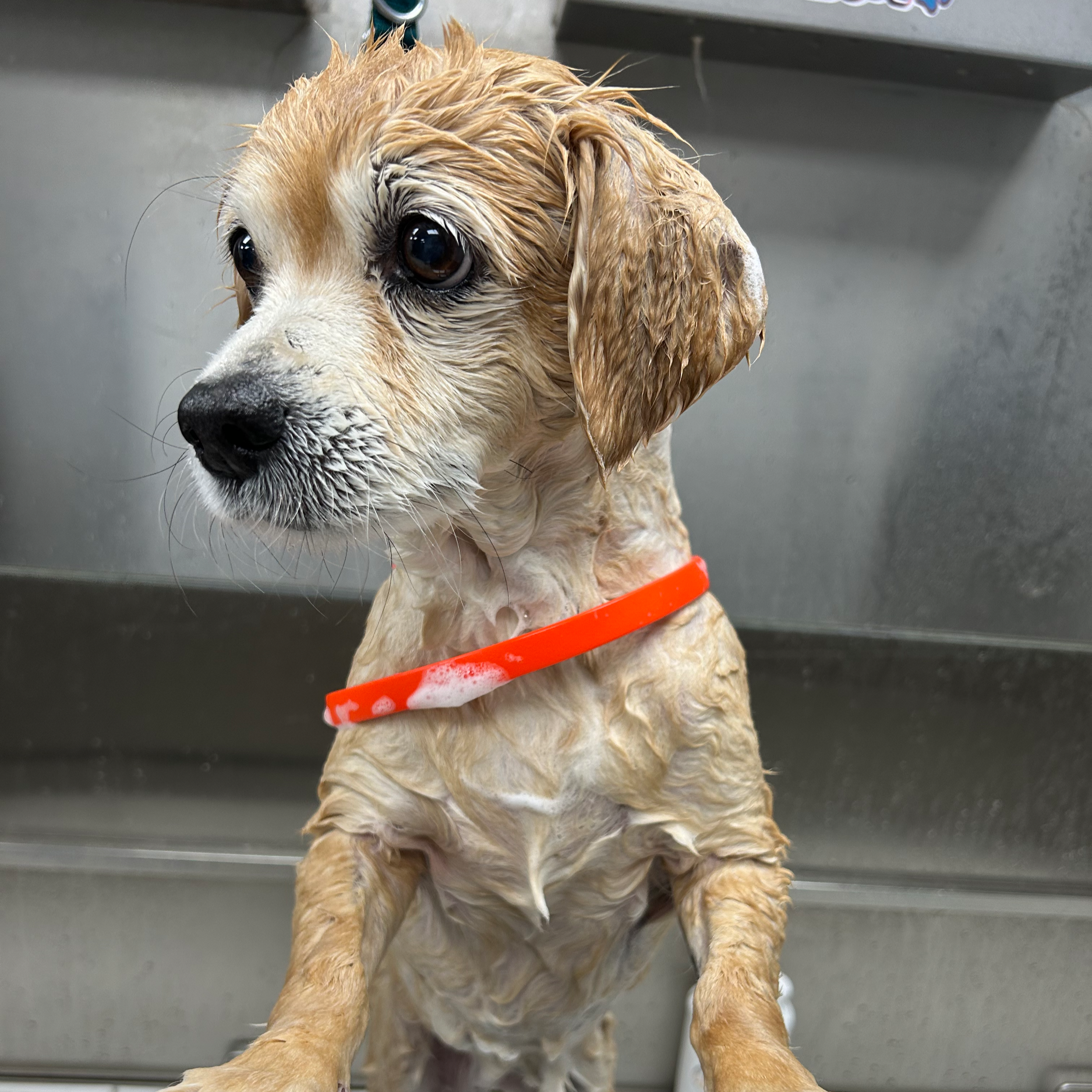 Wet puppy with big eyes and orange collar during bath, standing in stainless steel sink.