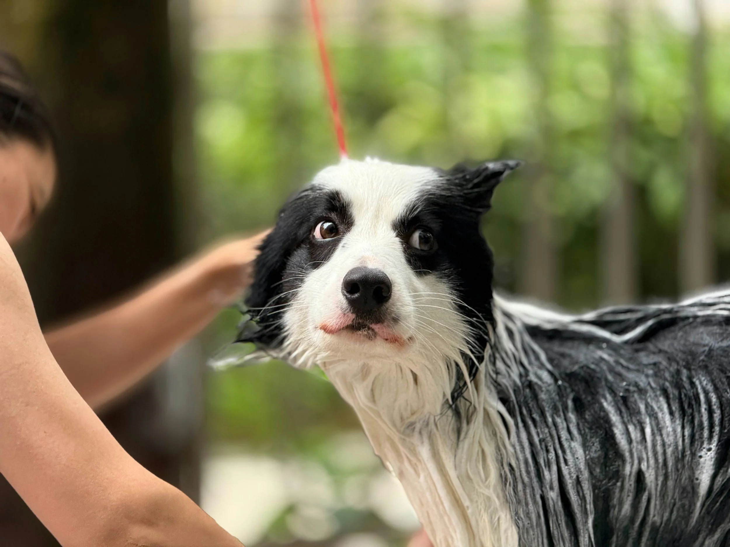 Understanding Your Dog’s Skin &amp; Coat: How to Actually Choose the Right Shampoo &amp; Conditioner
