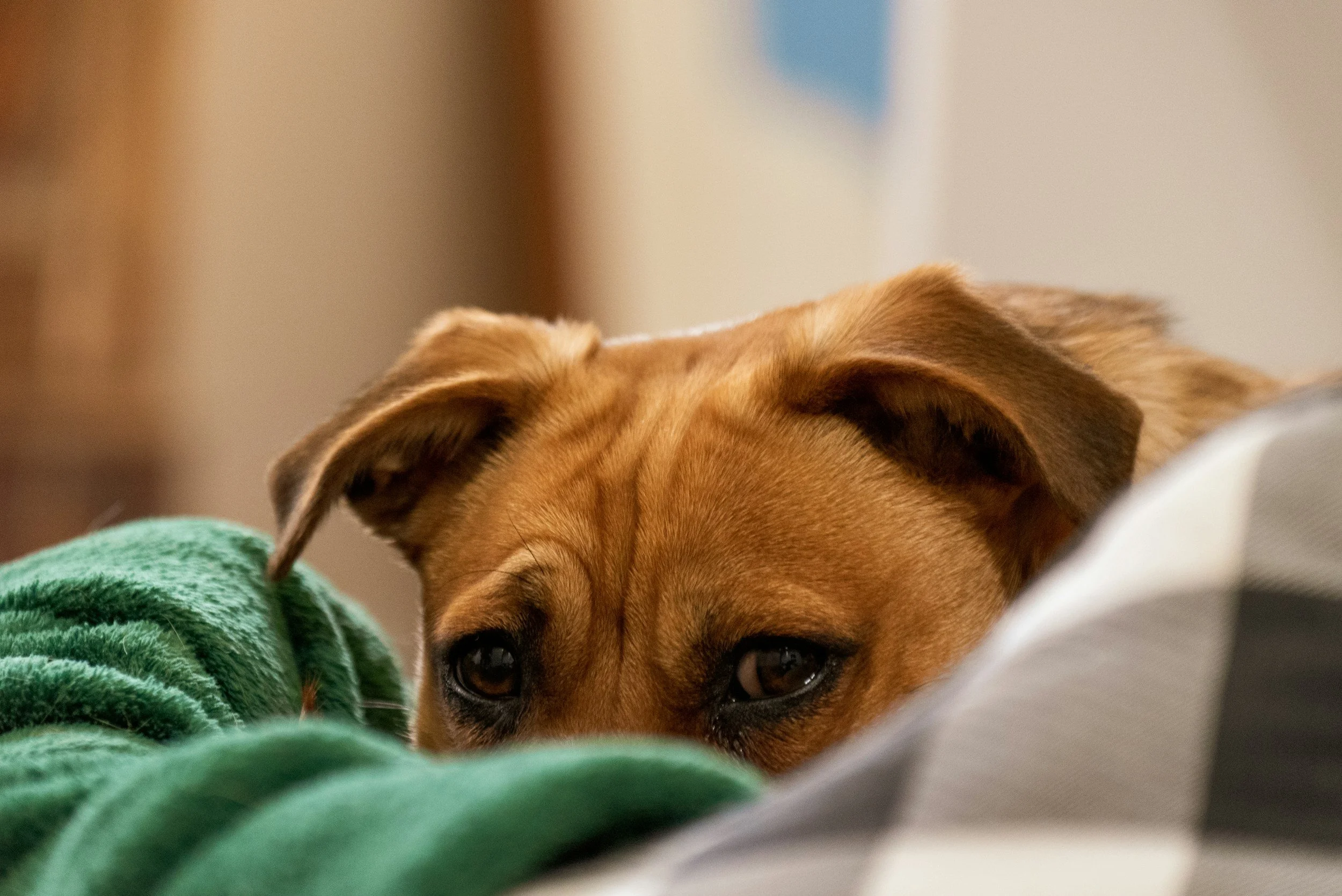 Grooming Through Your Dog's Eyes