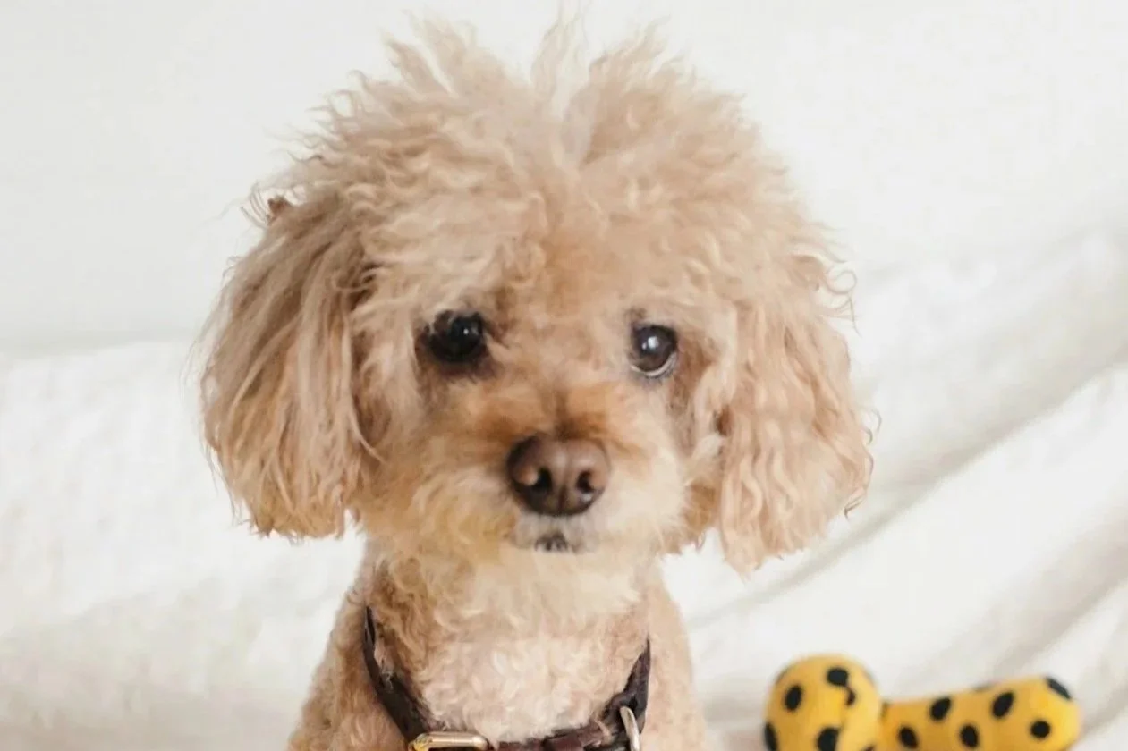 What Type of Grooming Dog Are You?