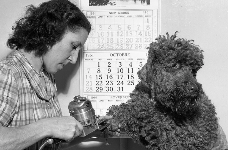 The History of Dog Grooming: From Survival to Spa Days.