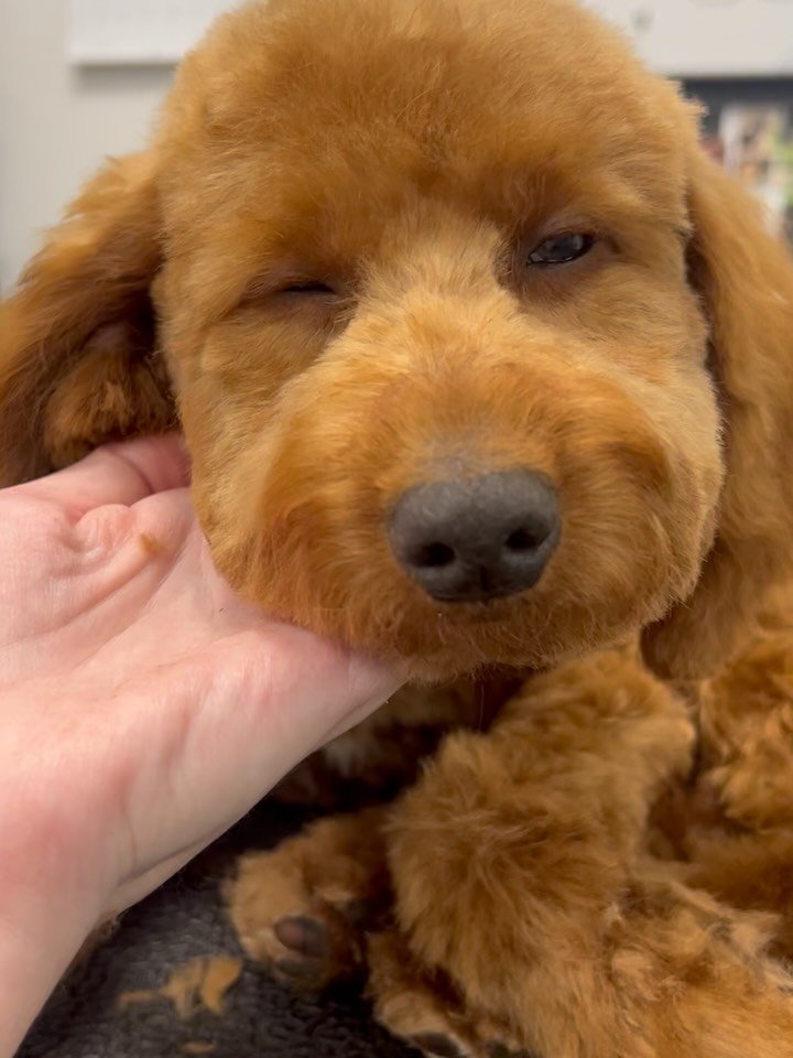 Kobe&rsquo;s only on his SECOND groom&hellip; and he was so relaxed he literally laid down and fell asleep during it. 🥹🐾

Moments like this are my favorite part of grooming &mdash; helping puppies learn that grooming can feel safe, gentle, and comf