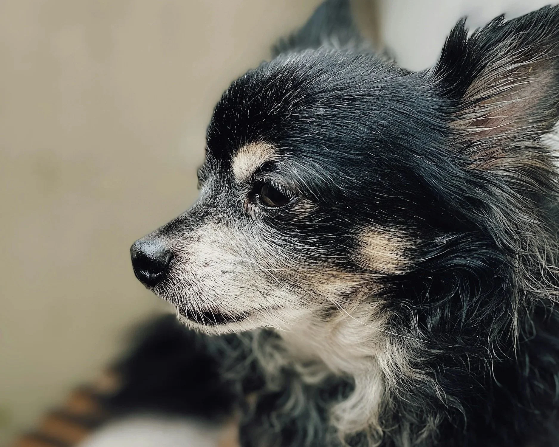 Sugar Kisses : A Love Letter to Senior Dogs. 