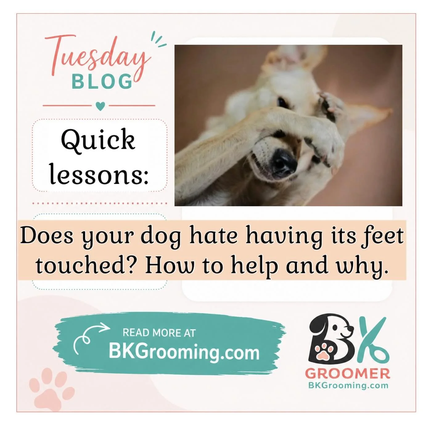 Why do dogs hate having their feet touched or the dryer near their faces&hellip; there is good reason. Find out why! Read on for a quick lesson&hellip; at www.bkgrooming.com