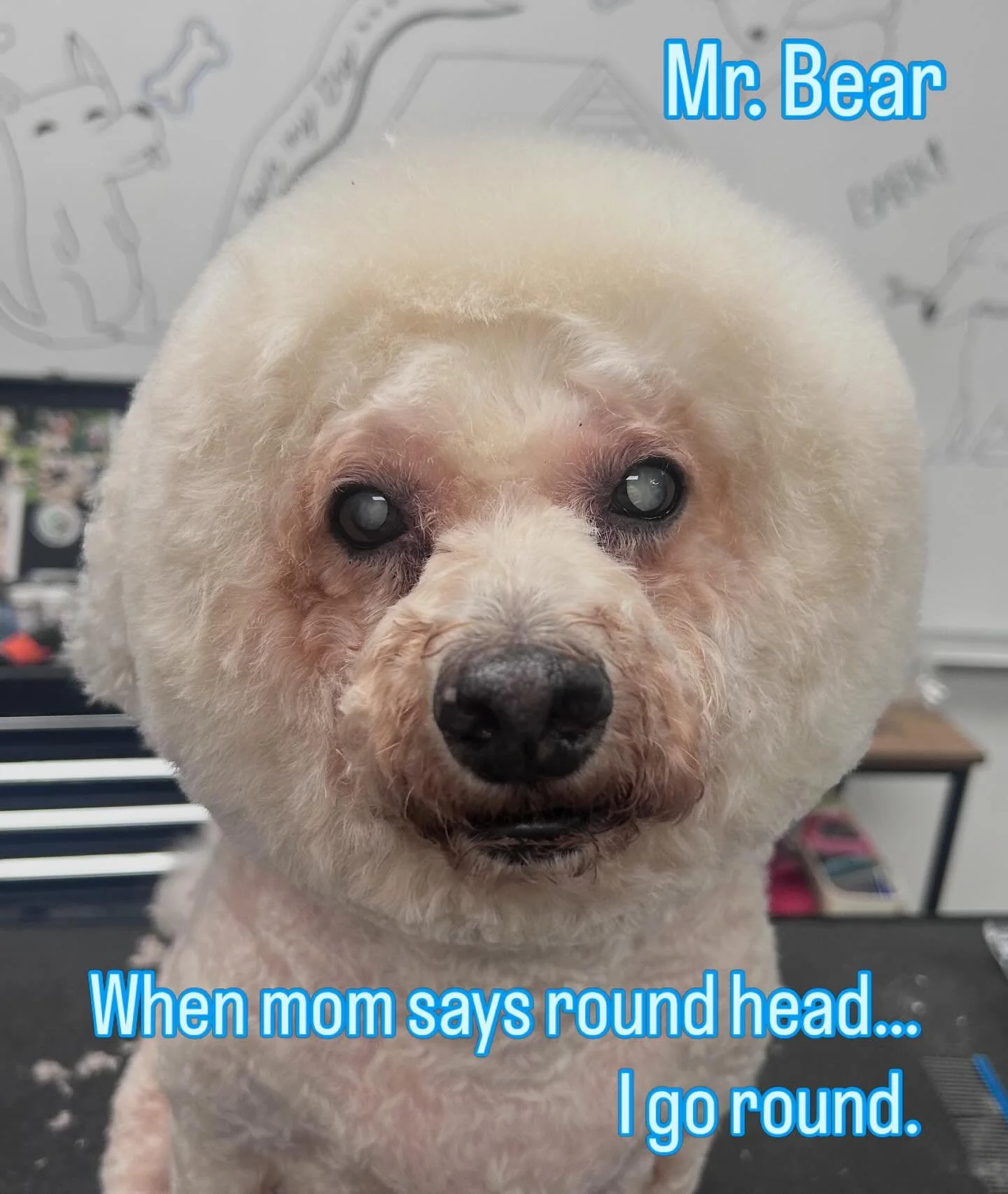 Bear said, &ldquo;Make it round.&rdquo;
And I said, &ldquo;Say less.&rdquo; 🐻

When Bear&rsquo;s mom asked for a round head, we committed to the circle life. This sweet senior gentleman left looking like the most perfect little teddy bear moon, and 