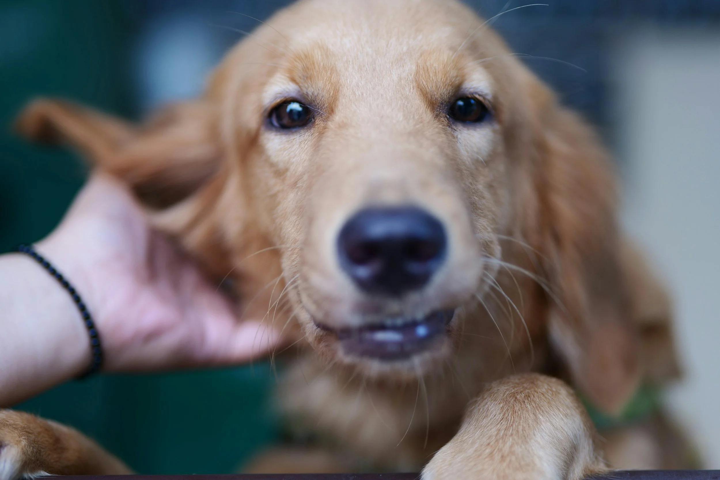 Have You Found Your Dog's Secret Kick Button?