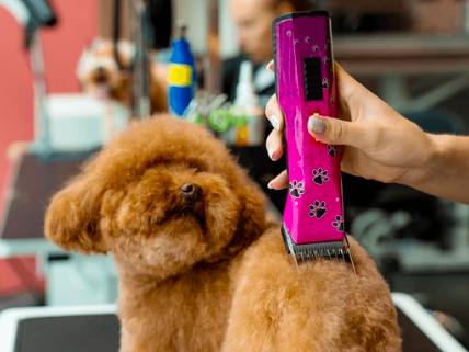 Why Are Dog Grooming Blades So Confusing?