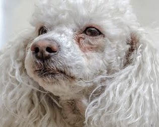 Tear Stains, Pink Feet, and the Science Behind the Rusty Fur