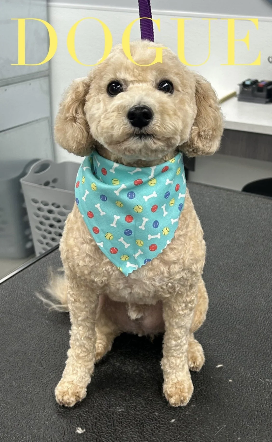 A cute, curly-haired, tan poodle dog wearing a colorful bandana with bone and paw prints, sitting on a table in a veterinary clinic or grooming area.