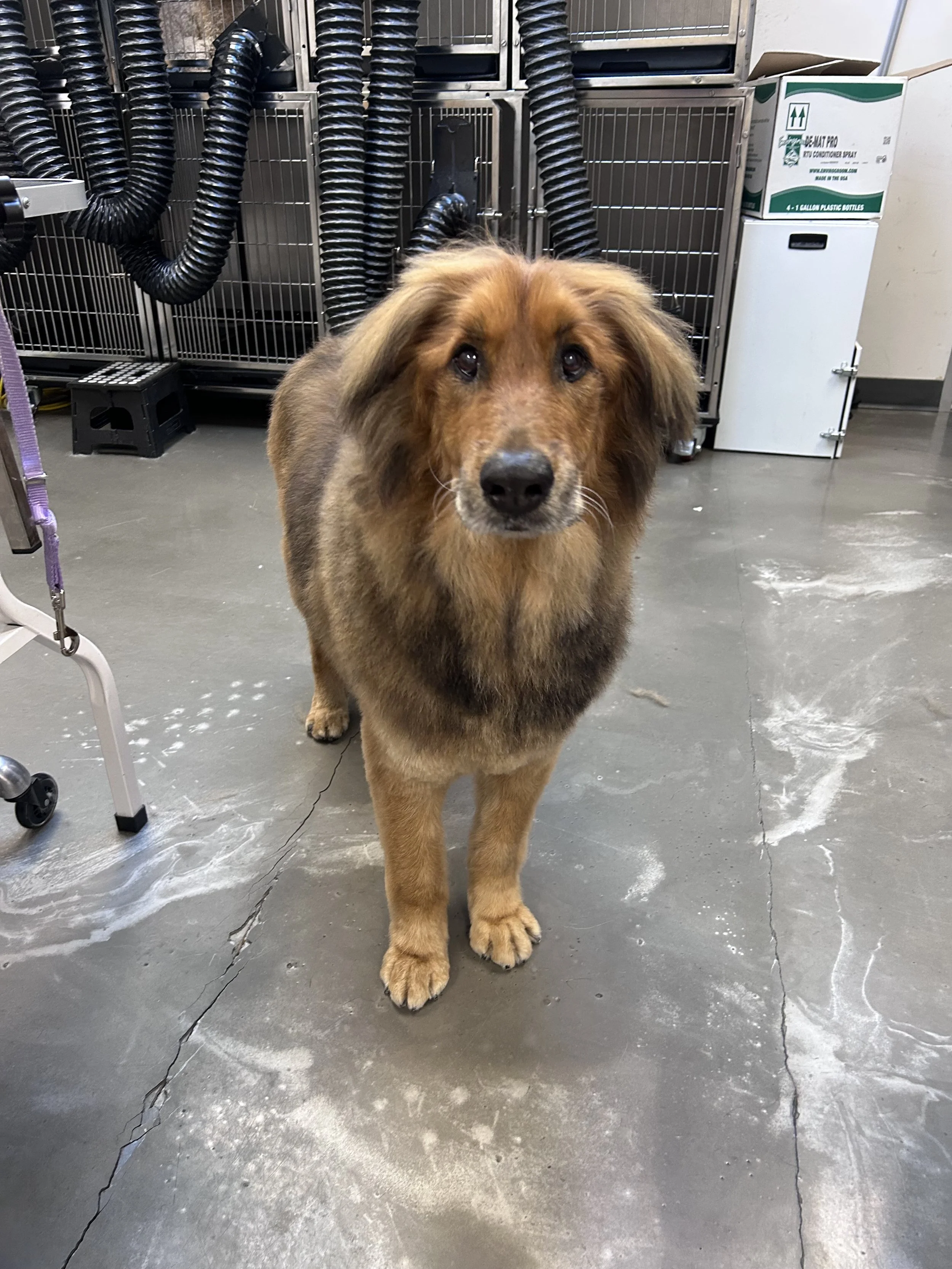 A brown and black dog with long ears and a fluffy coat standing on a concrete floor inside a room with ventilation equipment and boxes in the background.