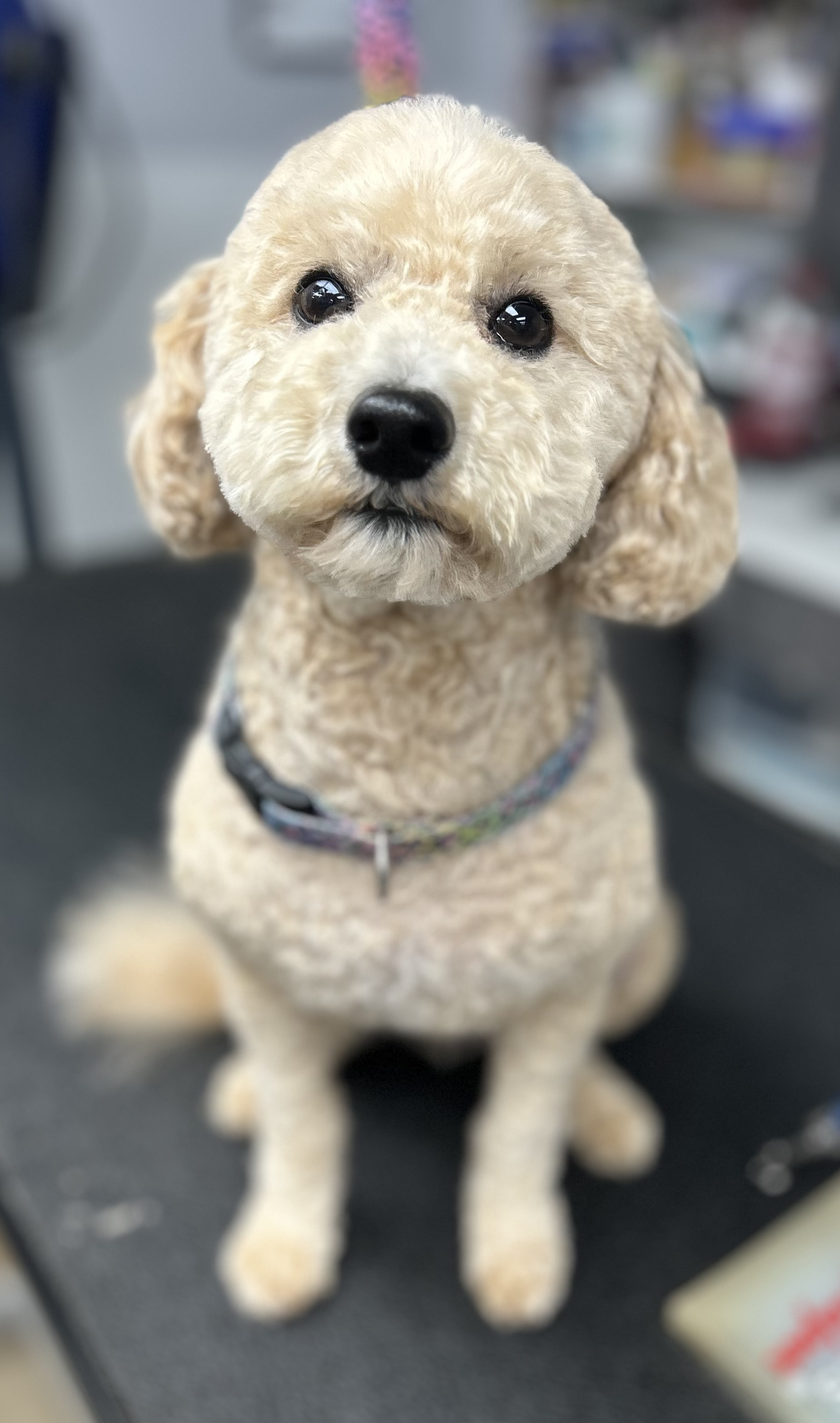 A cute cream-colored small dog with curly fur and dark eyes, sitting on a grooming table in a pet grooming salon.